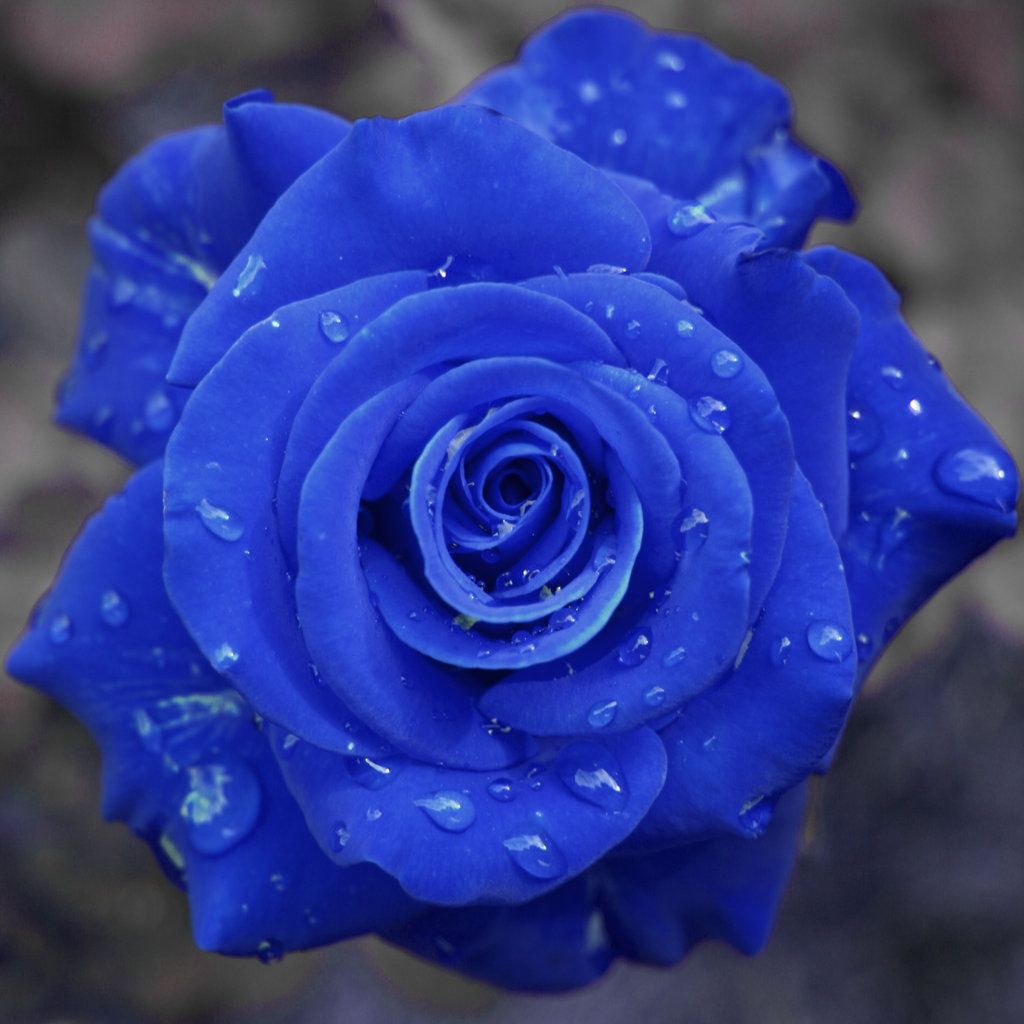 Blue Roses. Blue roses wallpaper