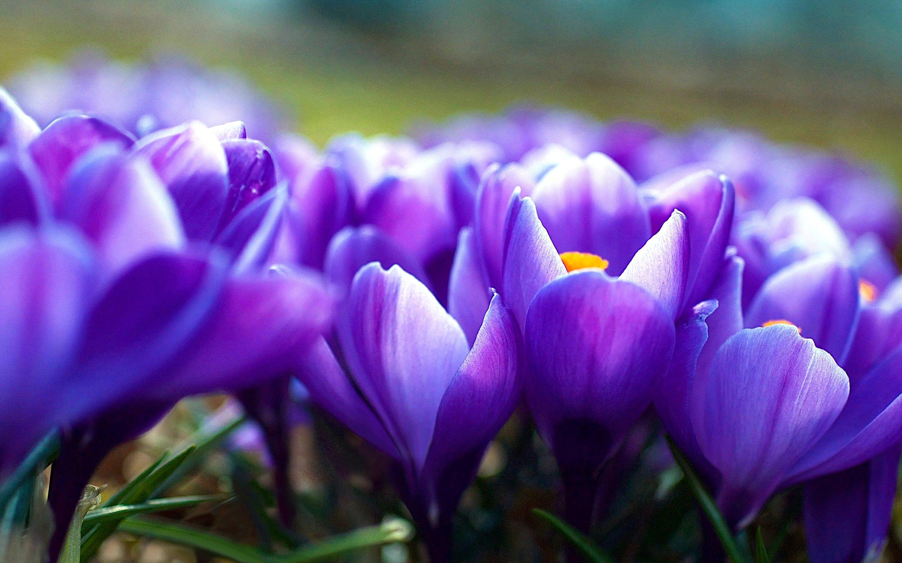 Crocus HD Wallpaper and Background Image