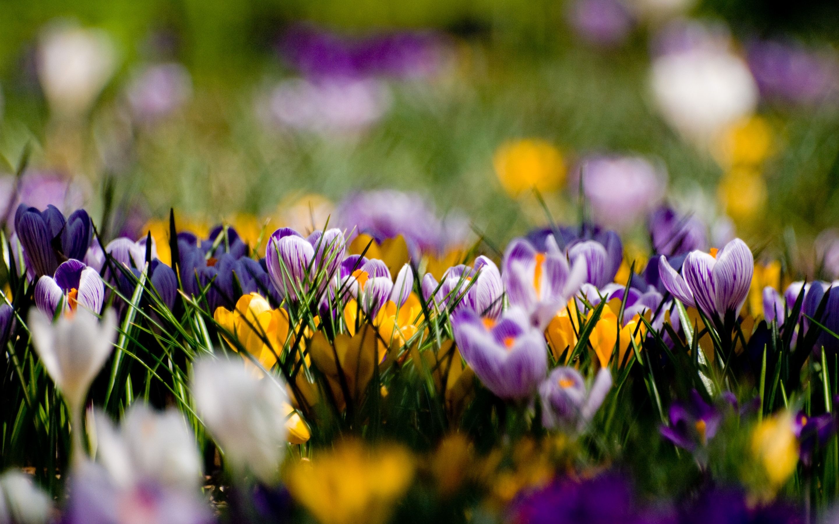 Wallpaper Purple and yellow crocuses, spring 2880x1800 HD Picture