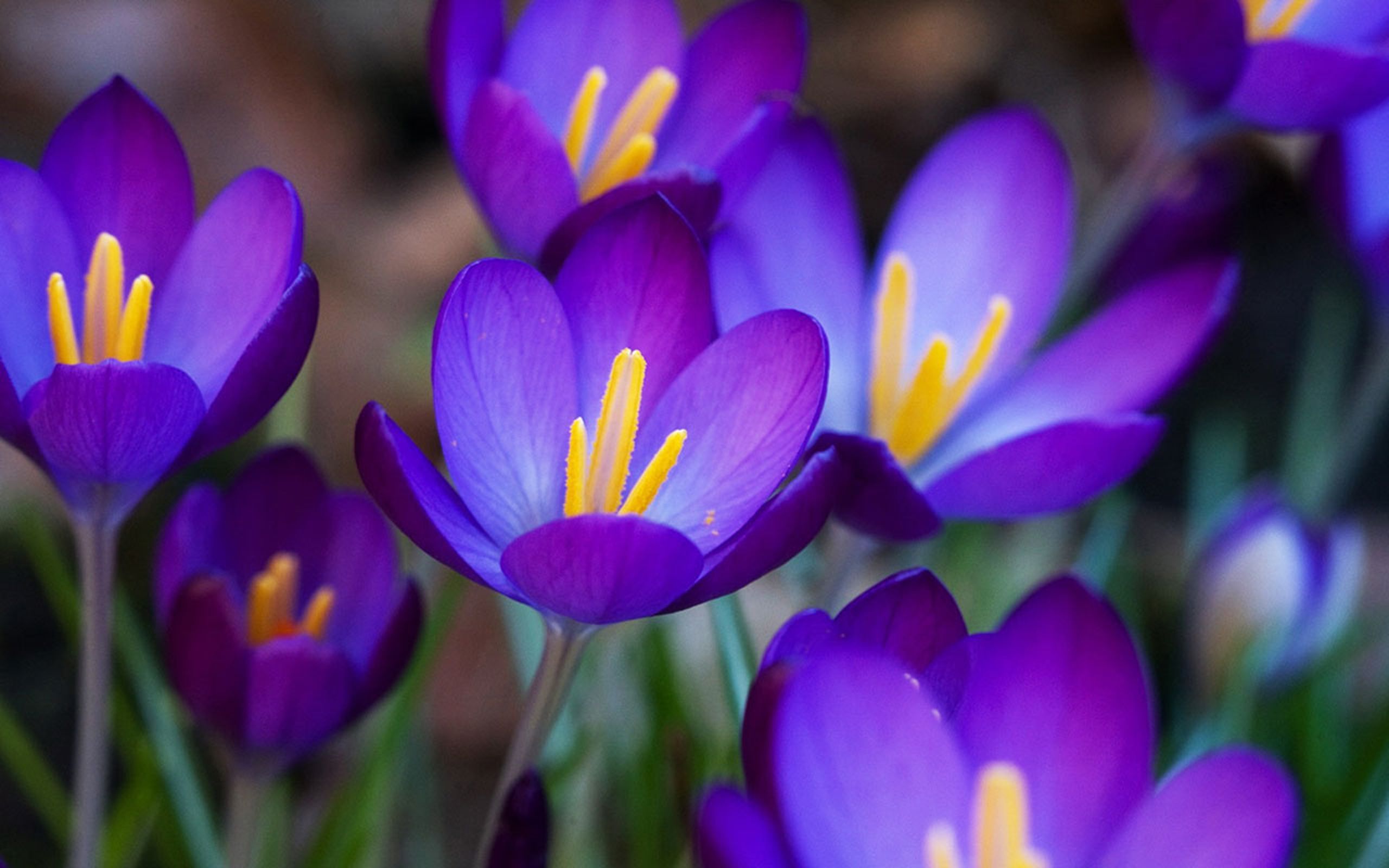 Purple Crocuses 28913 29629 HD Wallpaper, Wallpaper13.com