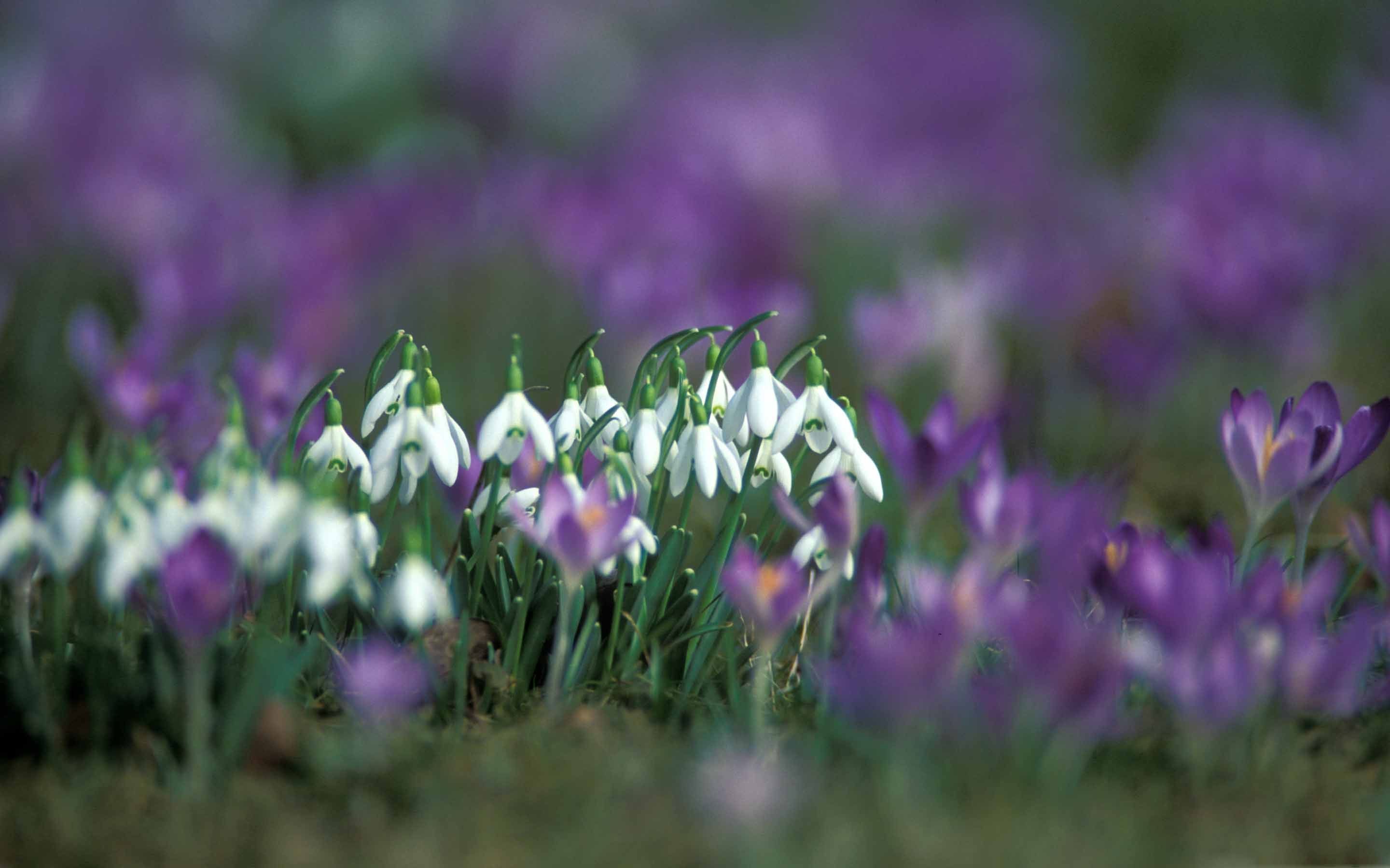 Snowdrops And Crocuses Mac Wallpaper Download