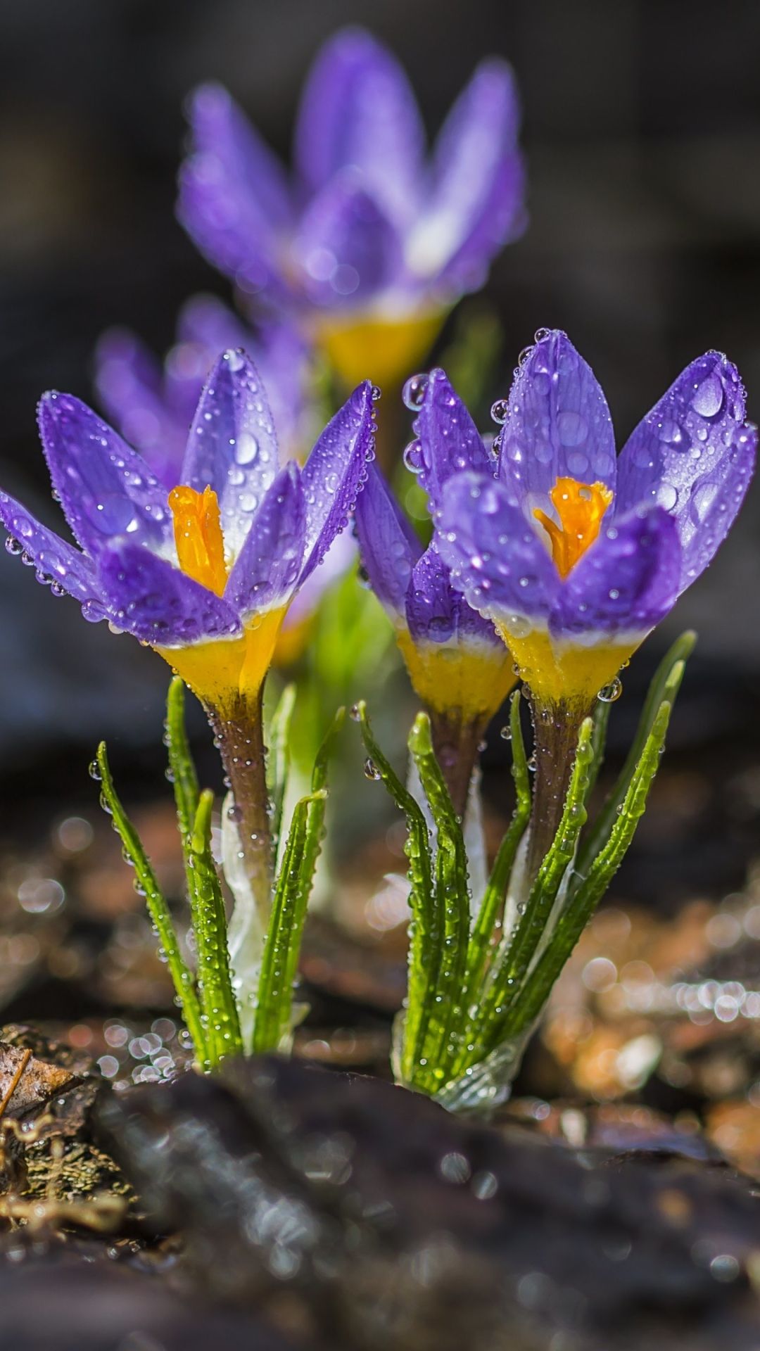 Earth Crocus (1080x1920) Wallpaper