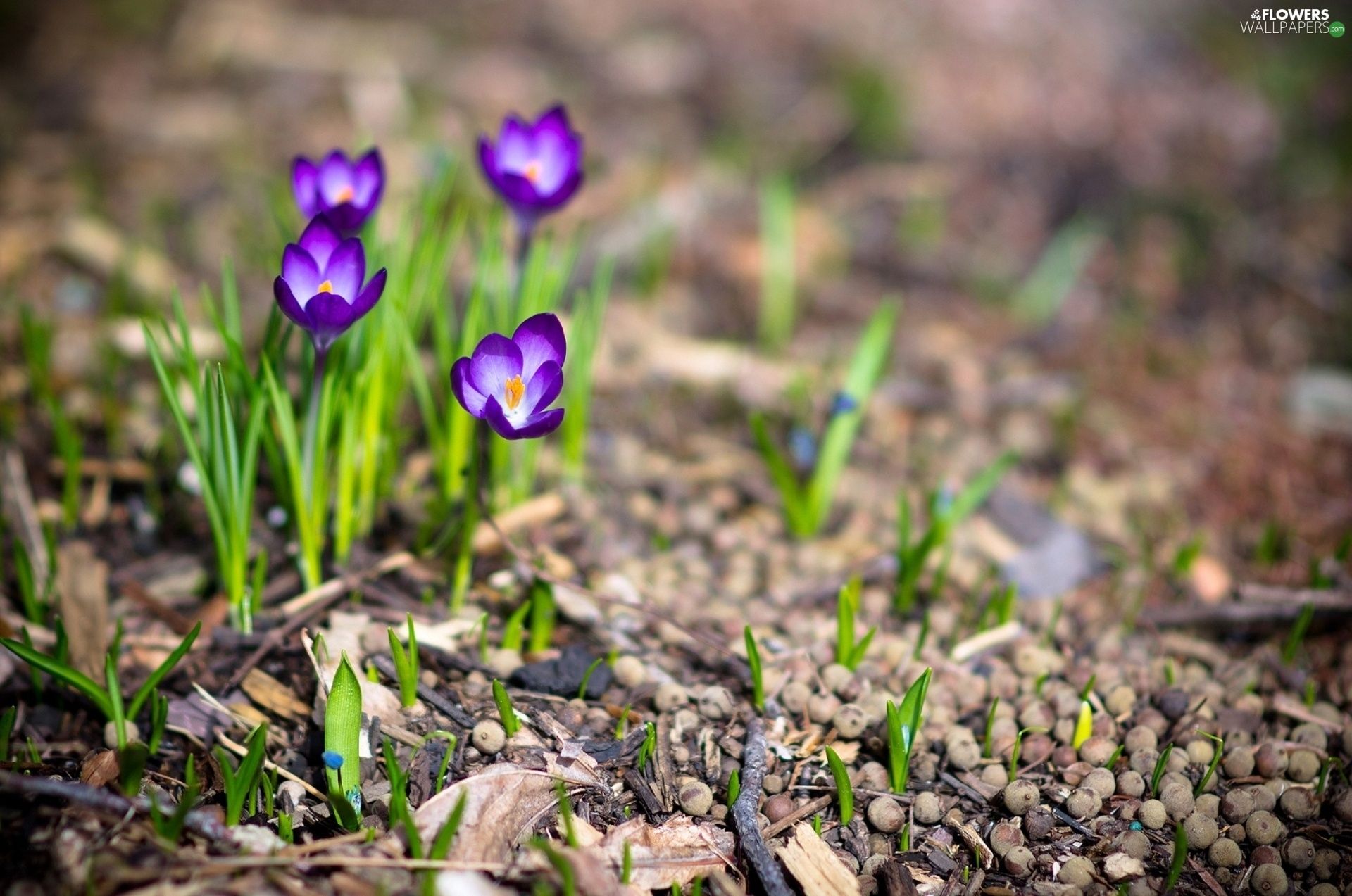 Spring, purple, crocuses wallpaper: 1920x1273