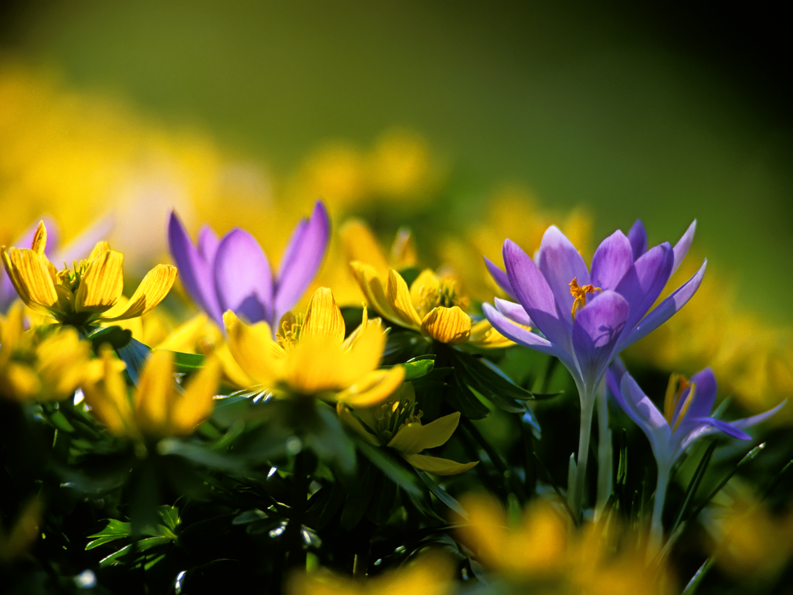 Crocuses Wallpaper