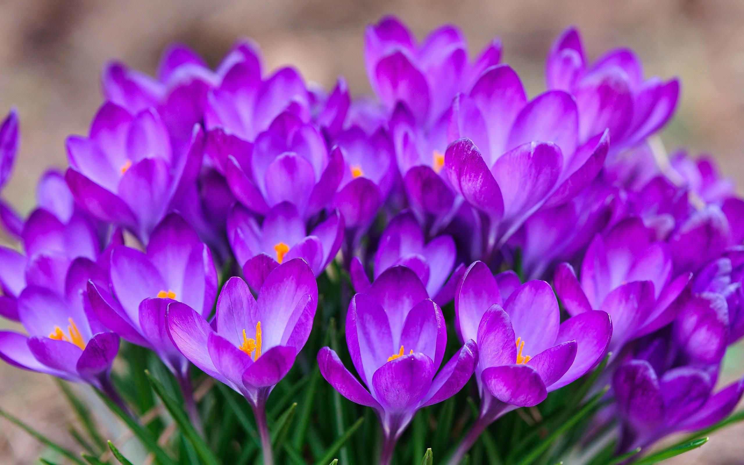 Bunch Of Crocuses Wallpaper Picture Photo Image 8624