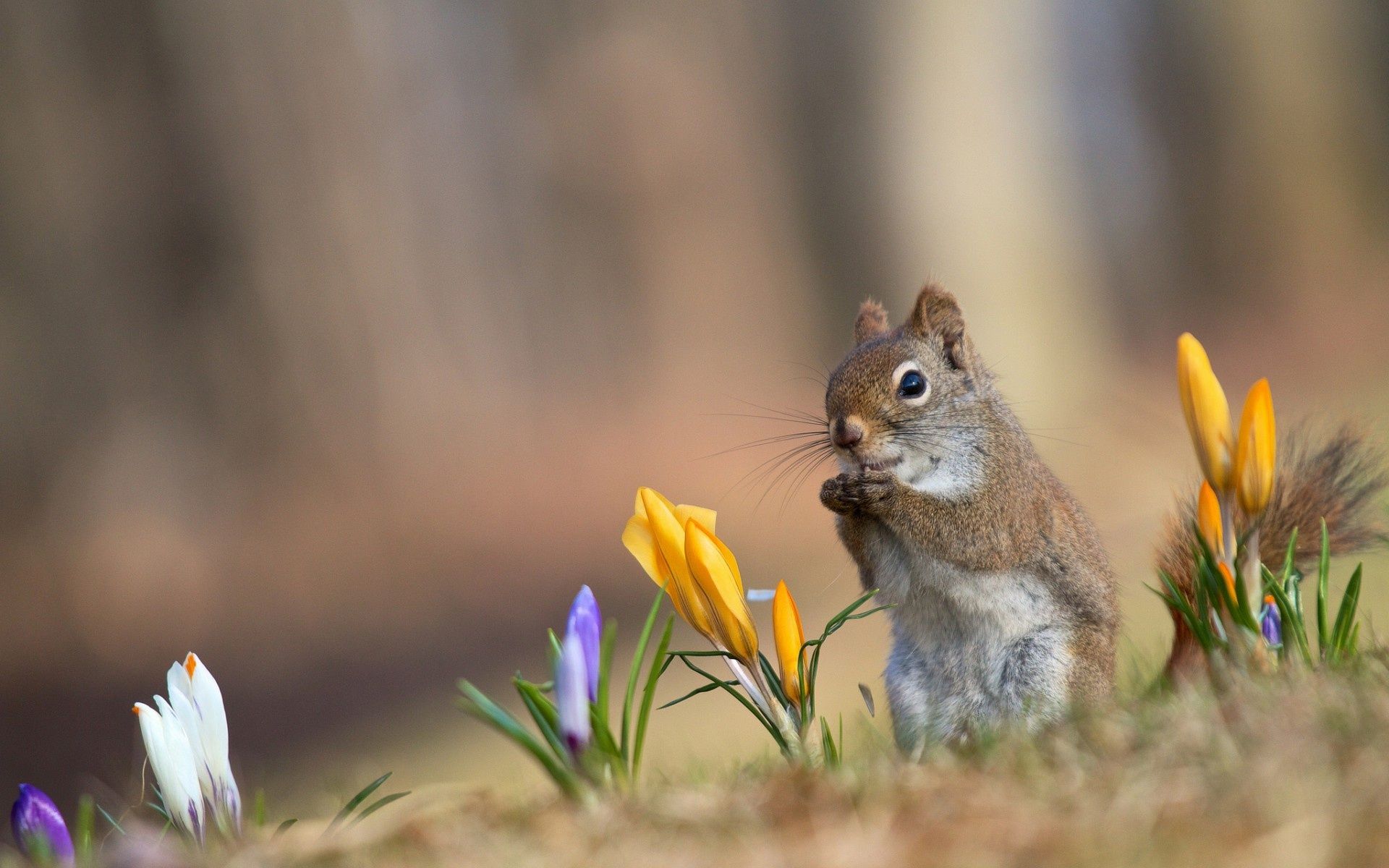 Wallpaper spring, crocuses, flowers, squirrel desktop wallpaper