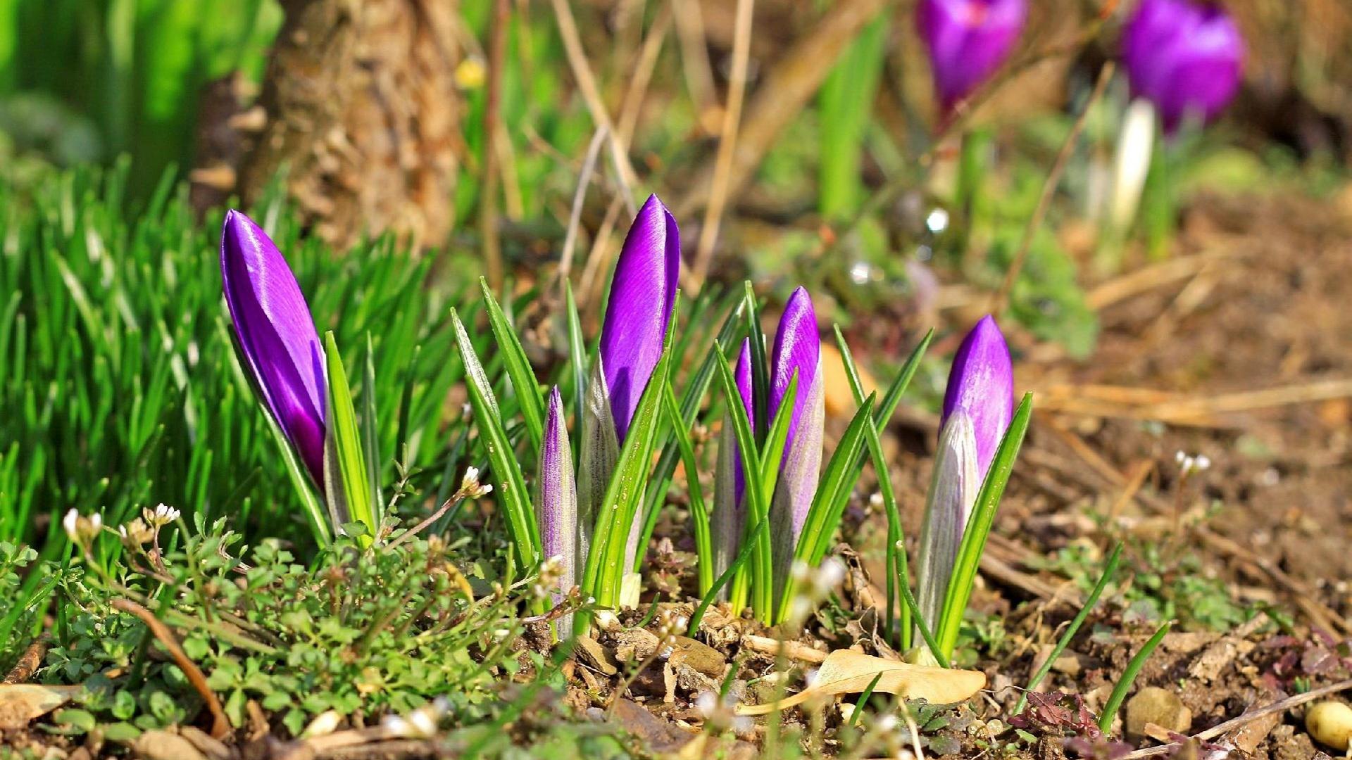 Crocuses, 1920x1080, p