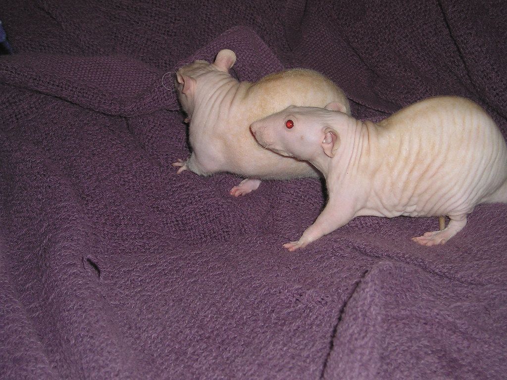 Hairless Rats. .rodents of satan! In a strangely cute way
