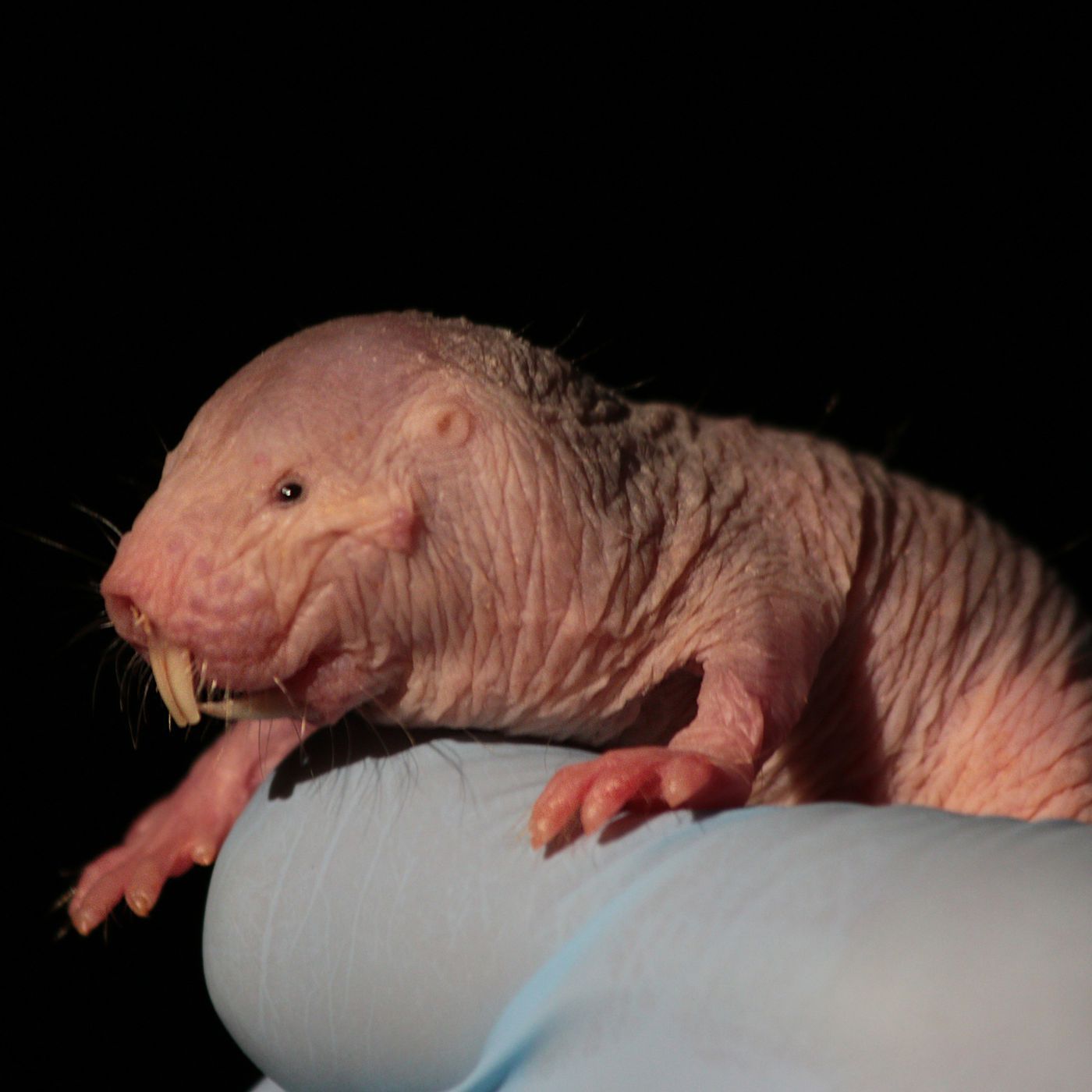 The bizarre biology of the naked mole rat means oxygen is a bonus