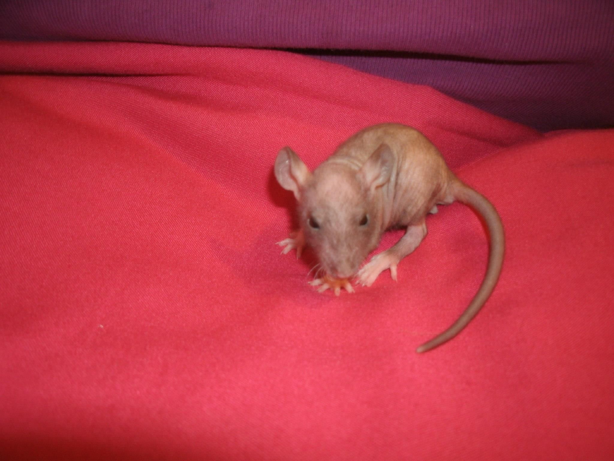 Hairless Rats Wallpapers - Wallpaper Cave