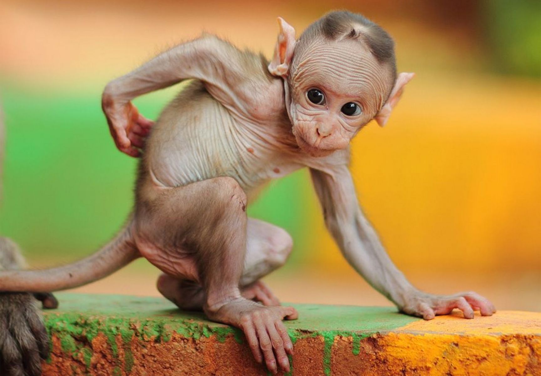 Hairless Baby Macaque Monkey. HD Animals and Birds Wallpaper