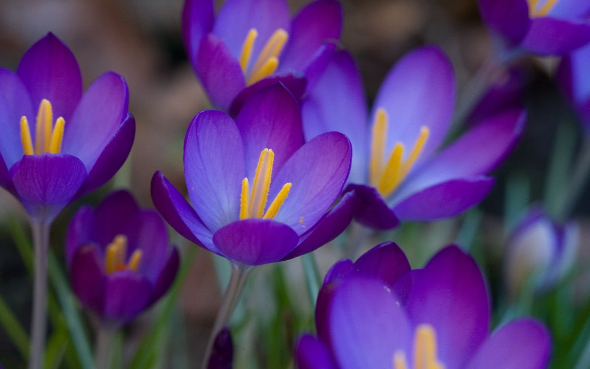 Purple Crocus Flowers In Bloom Close Up Photo HD Wallpaper