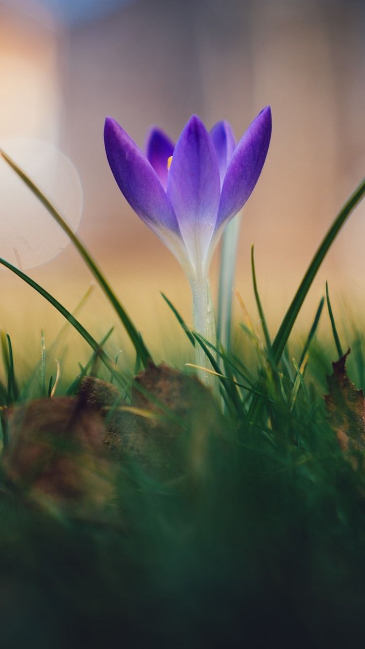 Wallpaper Purple crocus, flower, spring 1920x1200 HD Picture, Image