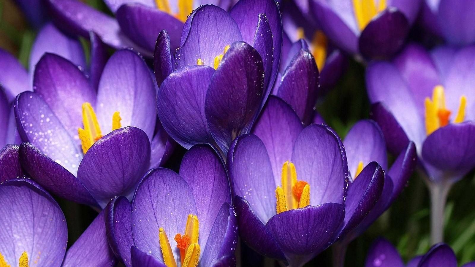 Free download Purple Crocus Wallpaper 1600x900 355873 1600x900