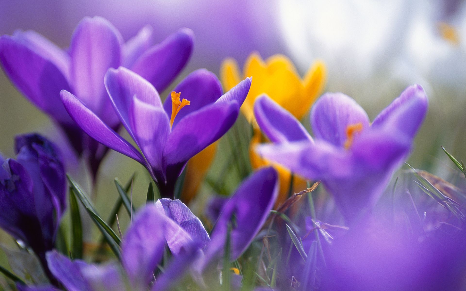 Wallpaper 4k Purple Crocuses Crocuses, Purple
