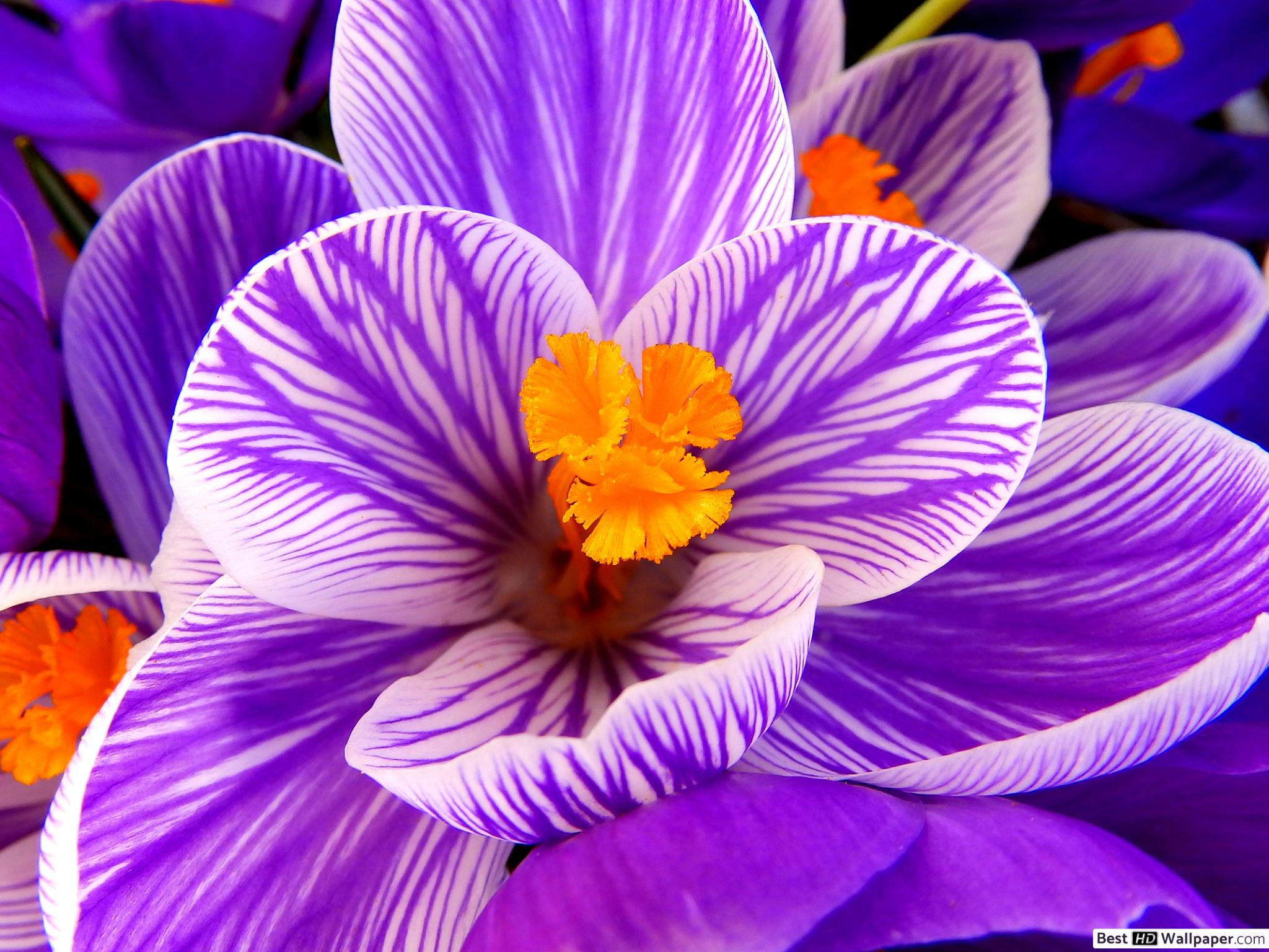 Purple crocus flowers close up HD wallpaper download
