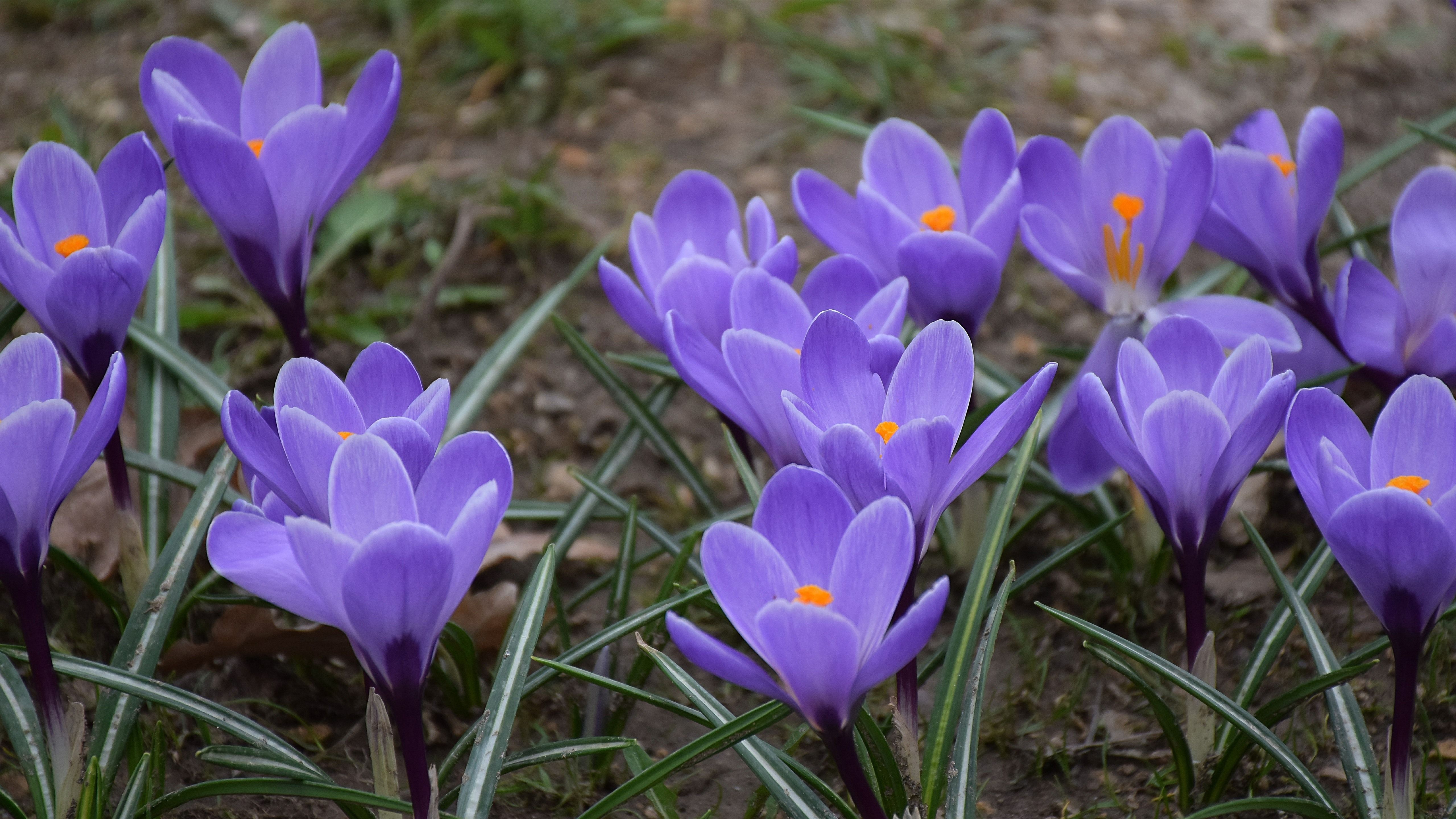 Wallpaper Purple crocuses, flowers, spring 5120x2880 UHD 5K