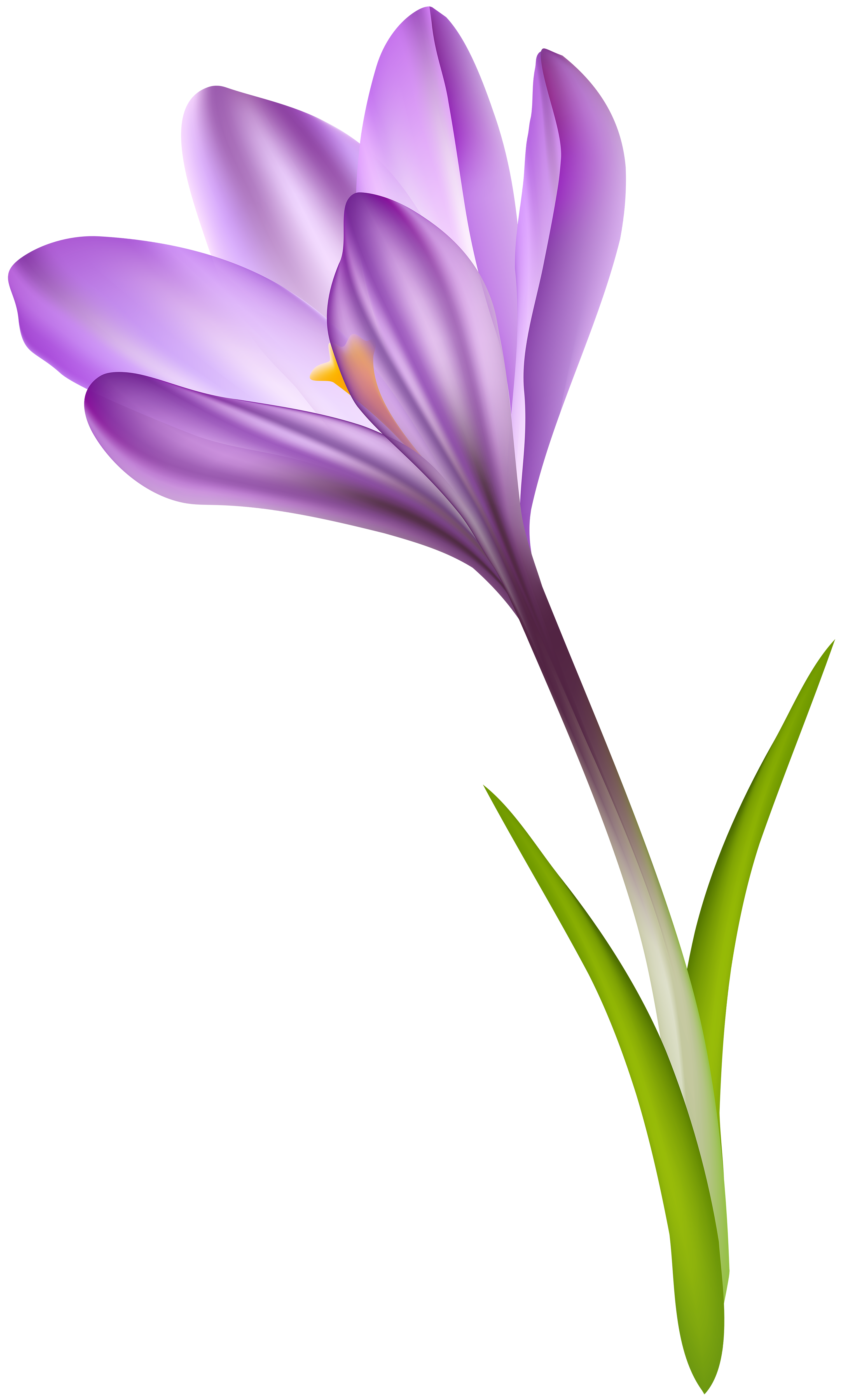 Purple Crocus Transparent PNG Clip Art Image