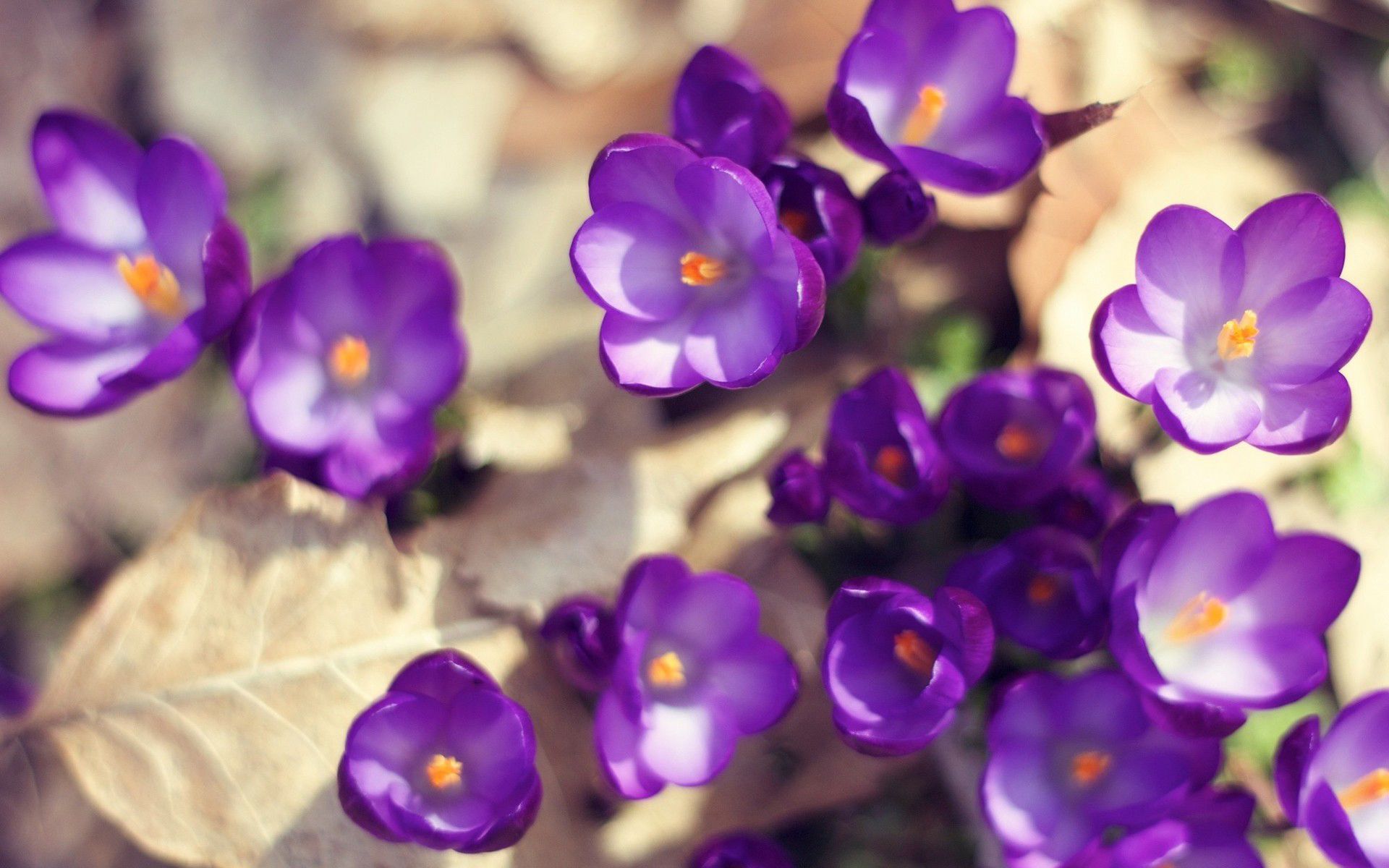 Small Group of Purple Crocus Flowers