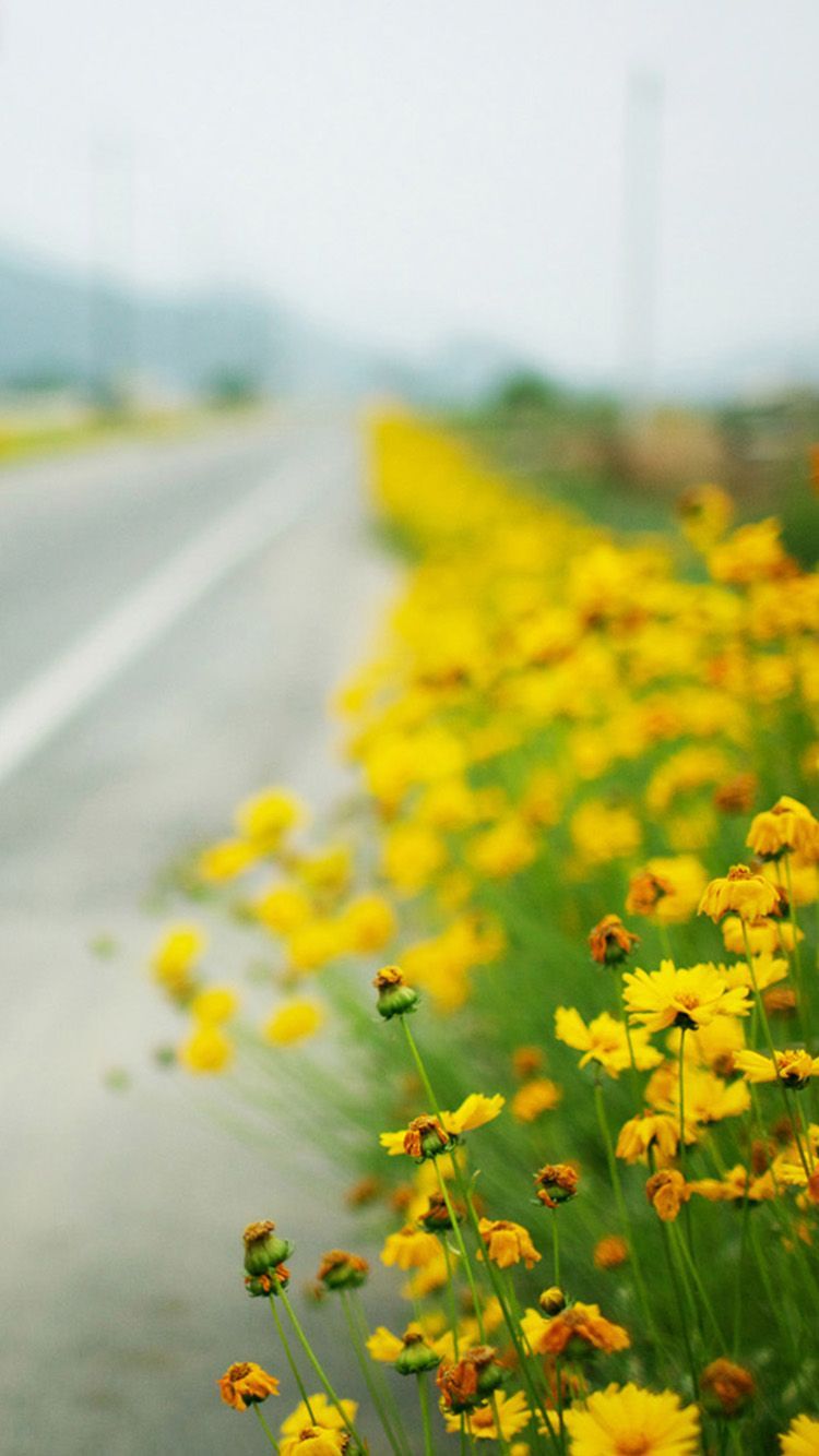 Roadside flowers iPhone 6 Wallpaper. Yellow wallpaper, iPhone 6