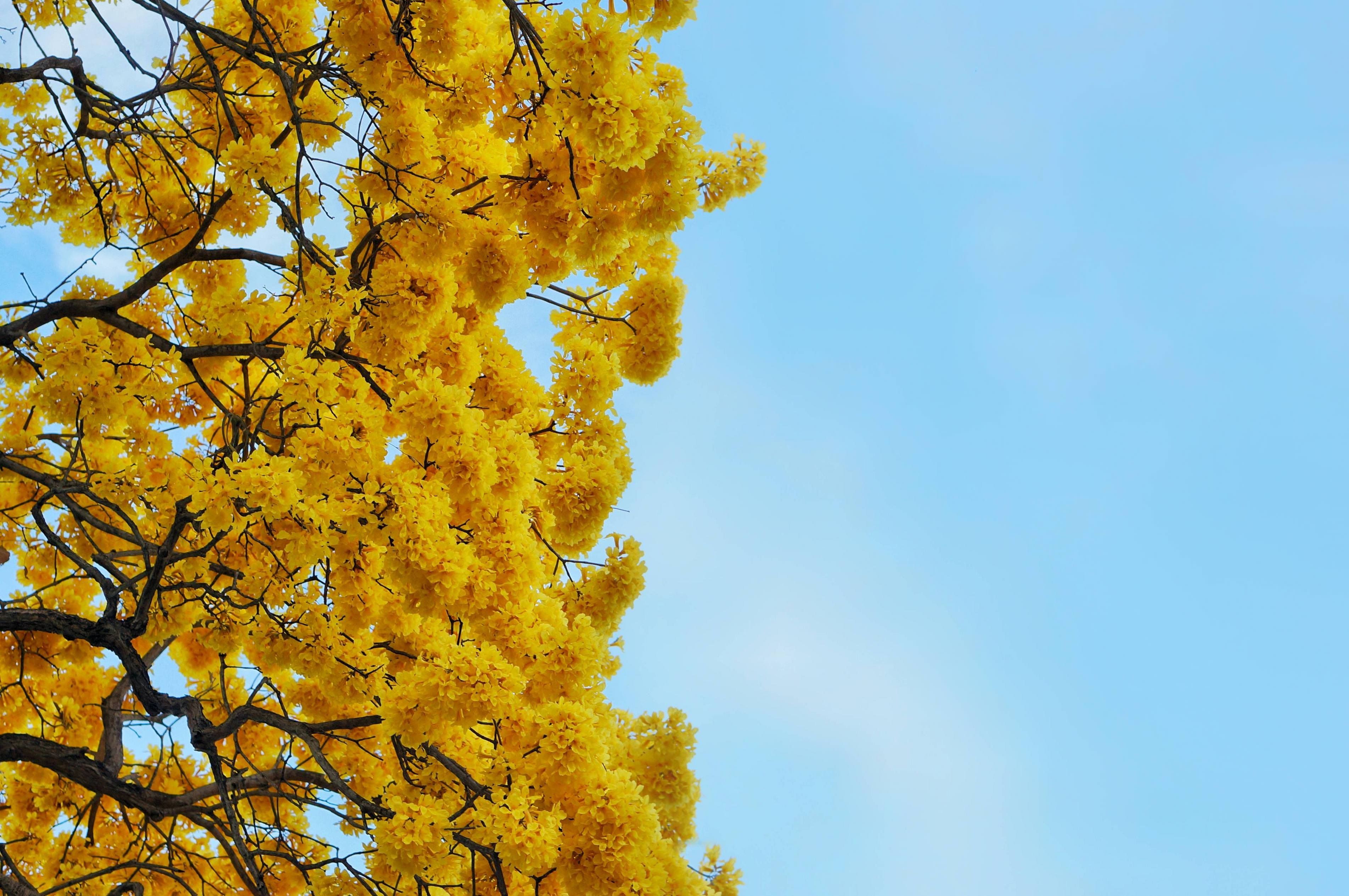 A yellow tree that only blooms in the spring
