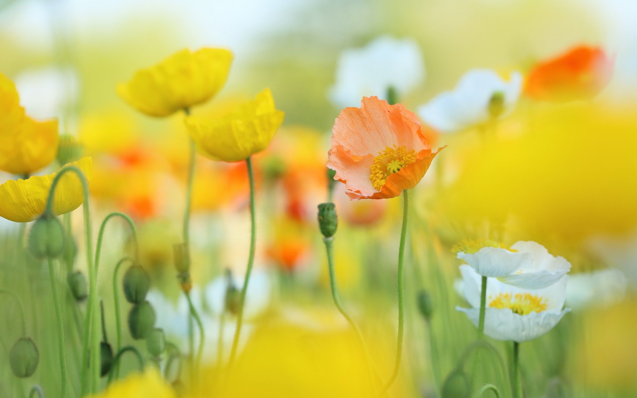 Daily Wallpaper: Spring Poppies. I Like To Waste My Time