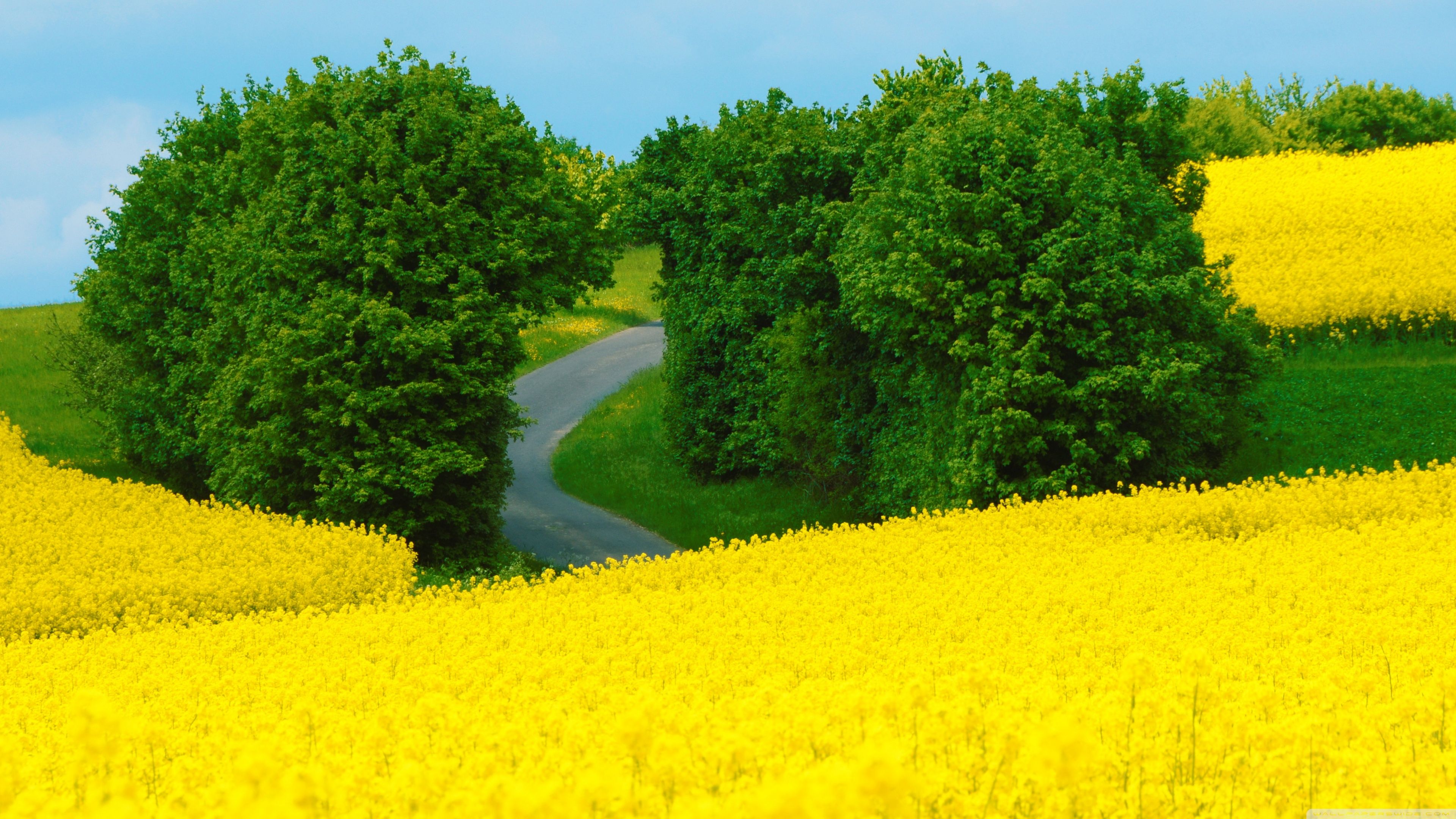 beautiful spring landscape