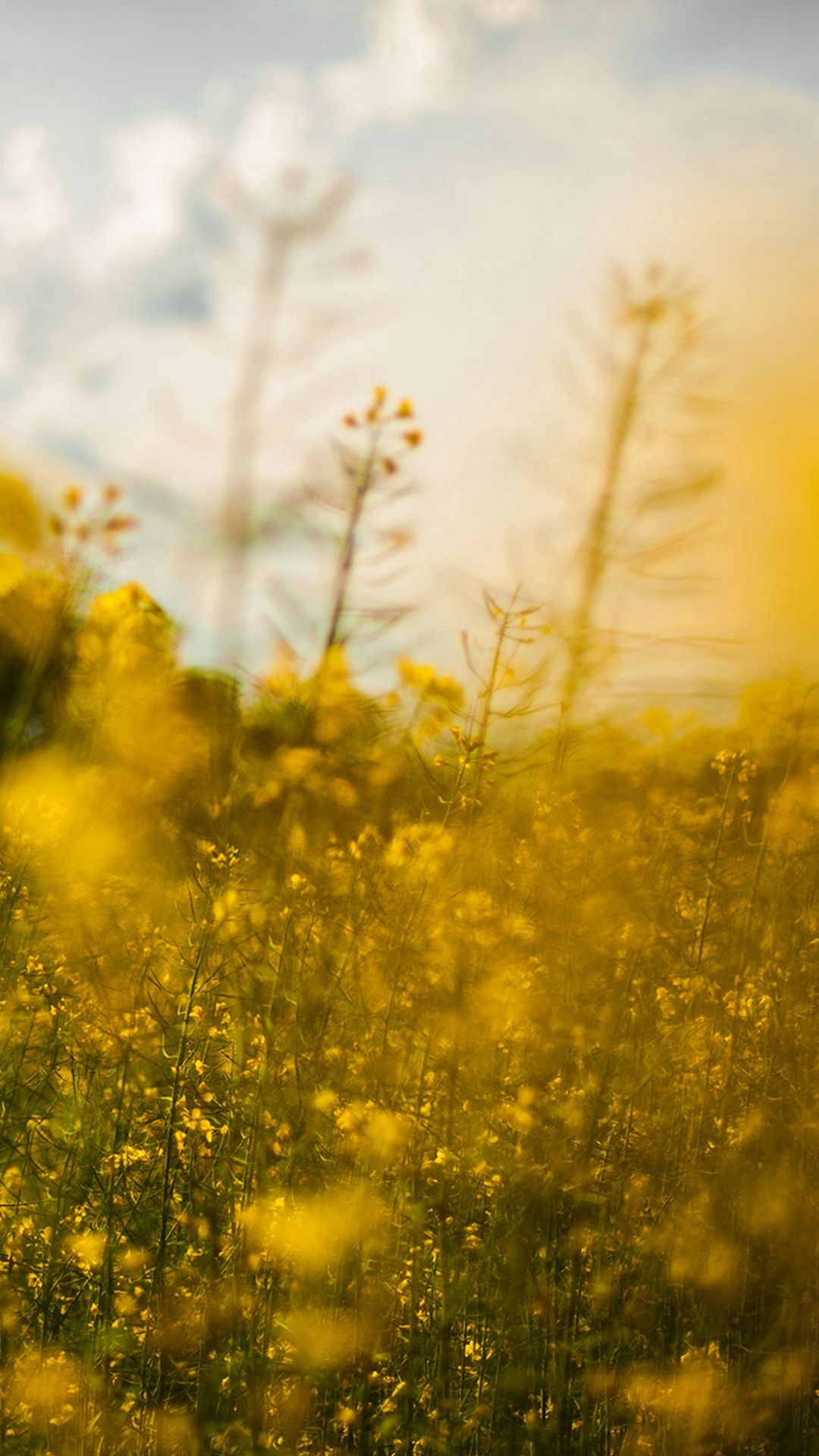 Nature Yellow Flower Bokeh Spring Happy iPhone 8 Wallpaper Free