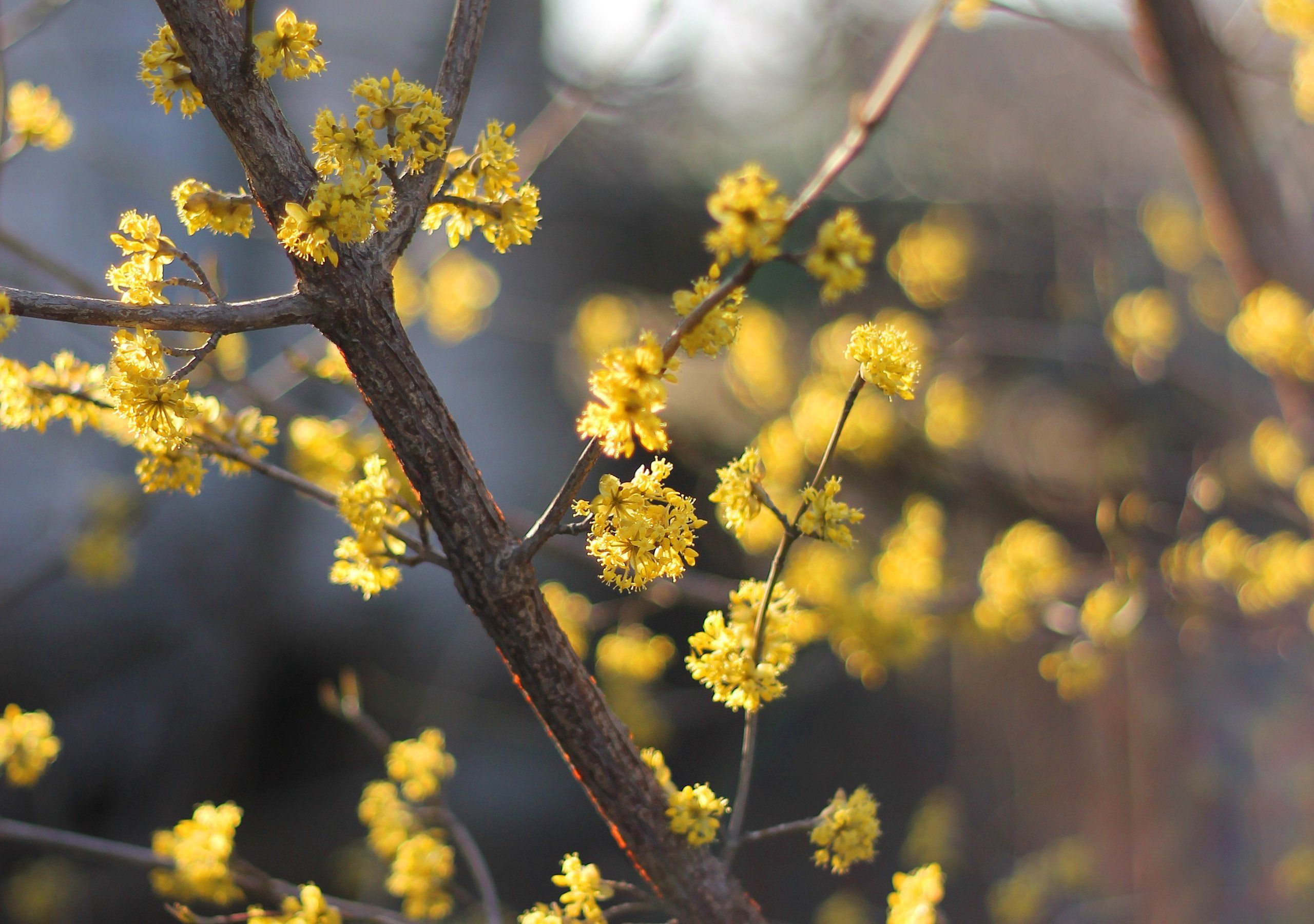 Dogwood tree cornus flowers blossom flowering spring wallpaper