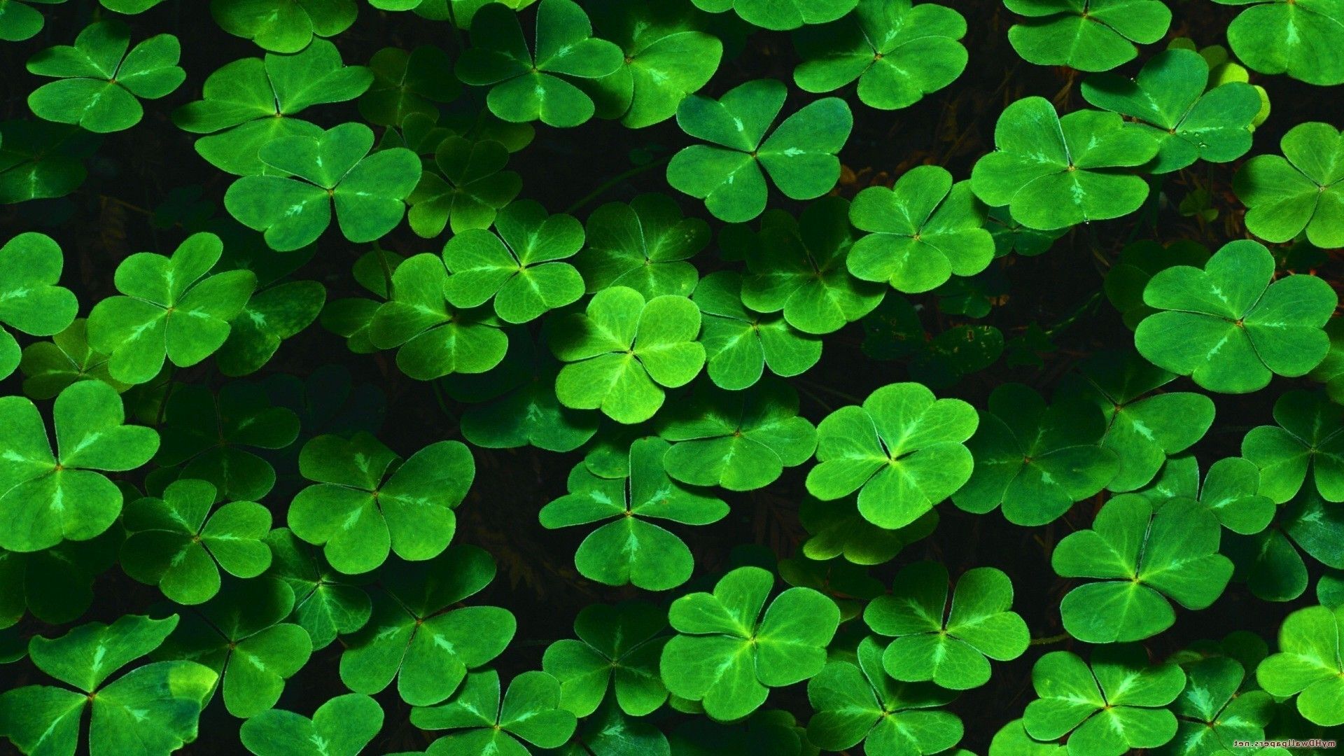 Nature, Green, Leaves, Plants, Shamrock, Clovers, Pattern