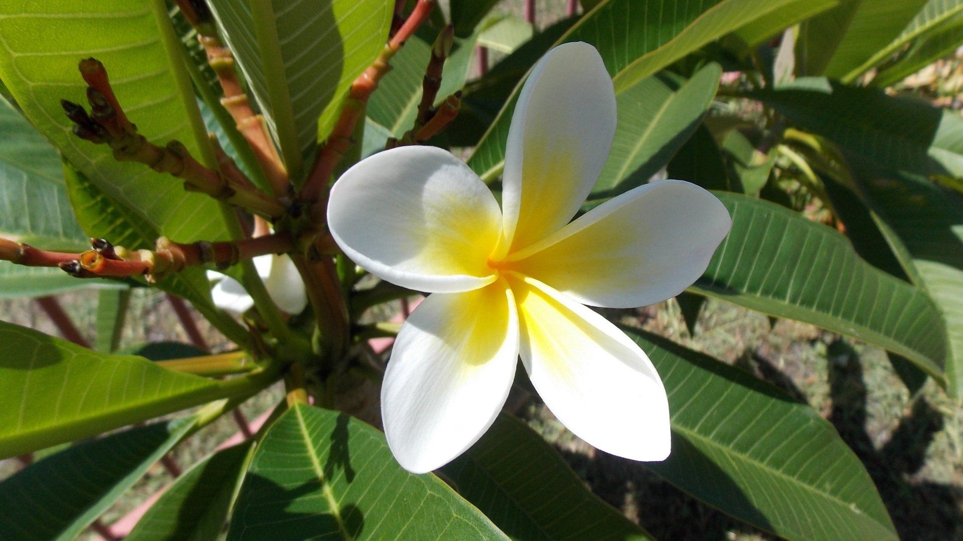 Frangipani Flower In my Neighbors Garden HD Wallpaper. Background