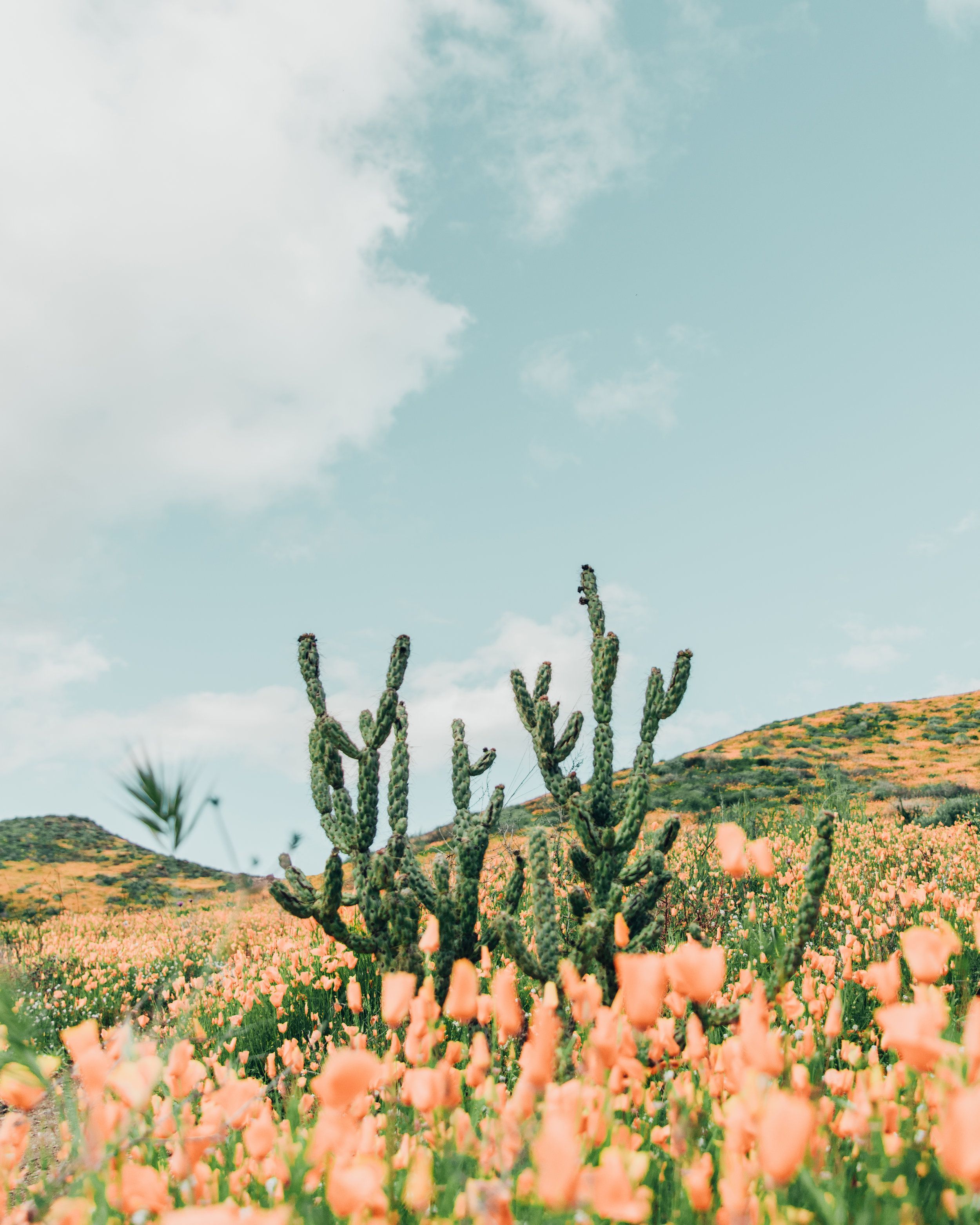 Cactus and Flowers #foundonweheartit #flowers #flora #florals