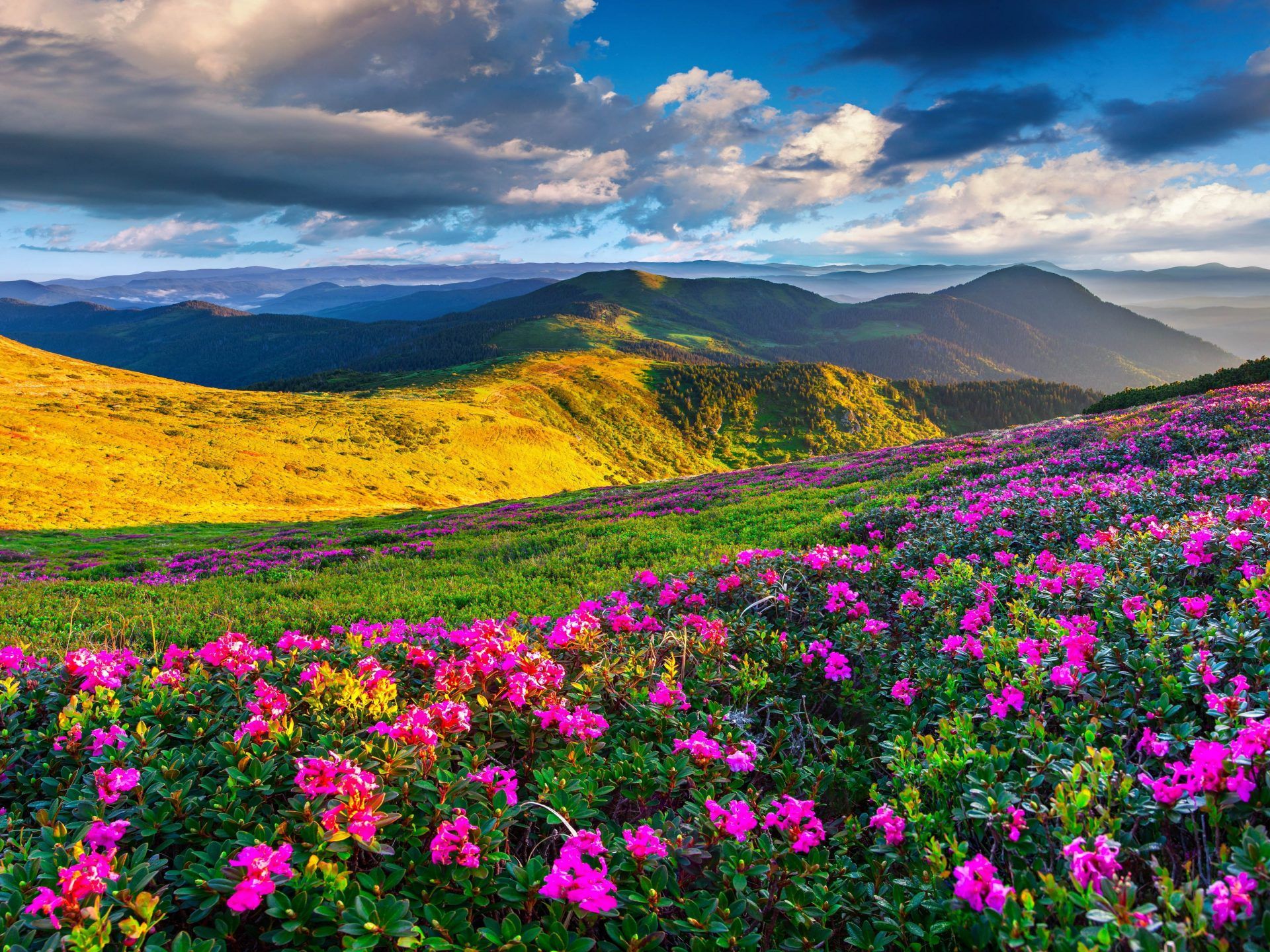 Spring Mountain Landscape Flowers Purple Colored Hills With Green