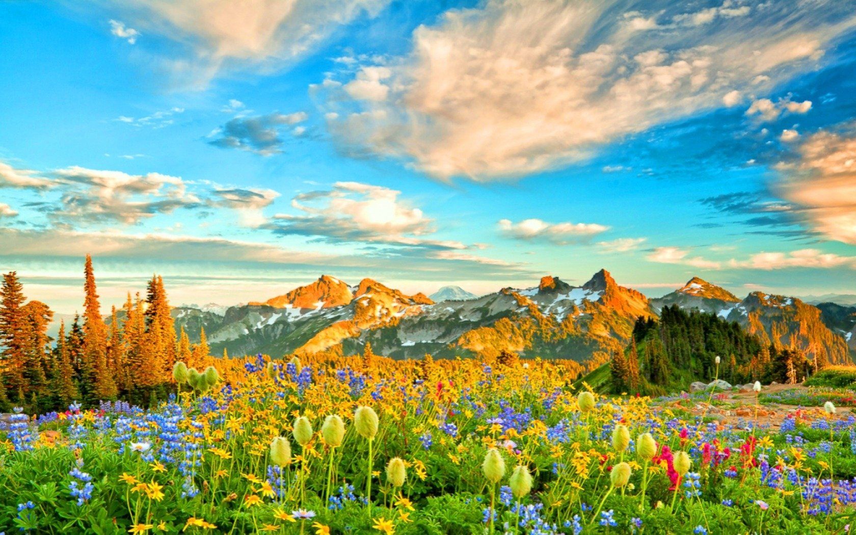 Flowers in Spring Mountains Wallpaper and Background Imagex1050