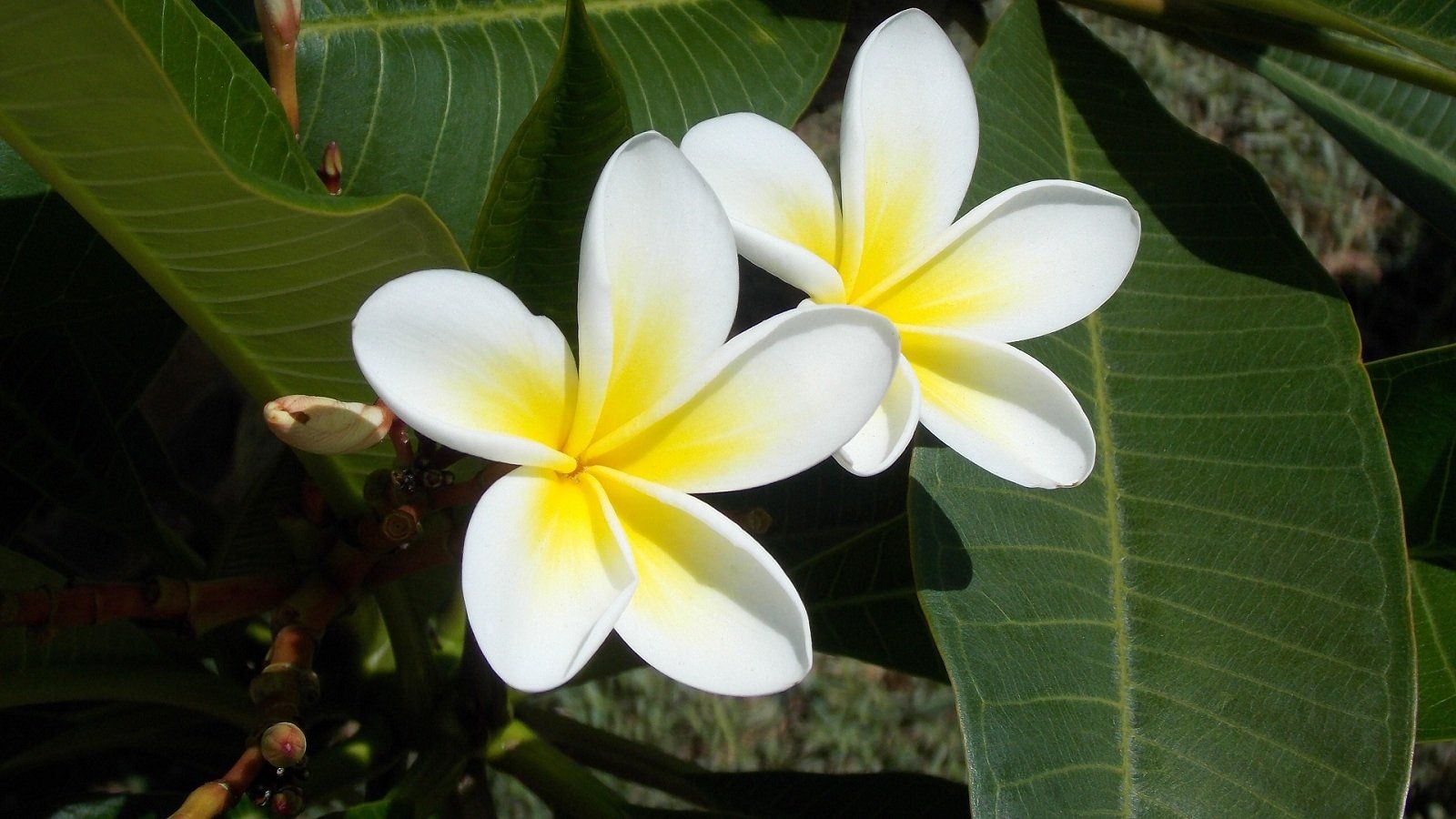 A Frangipani In My Neighbours Garden Wallpaper and Background