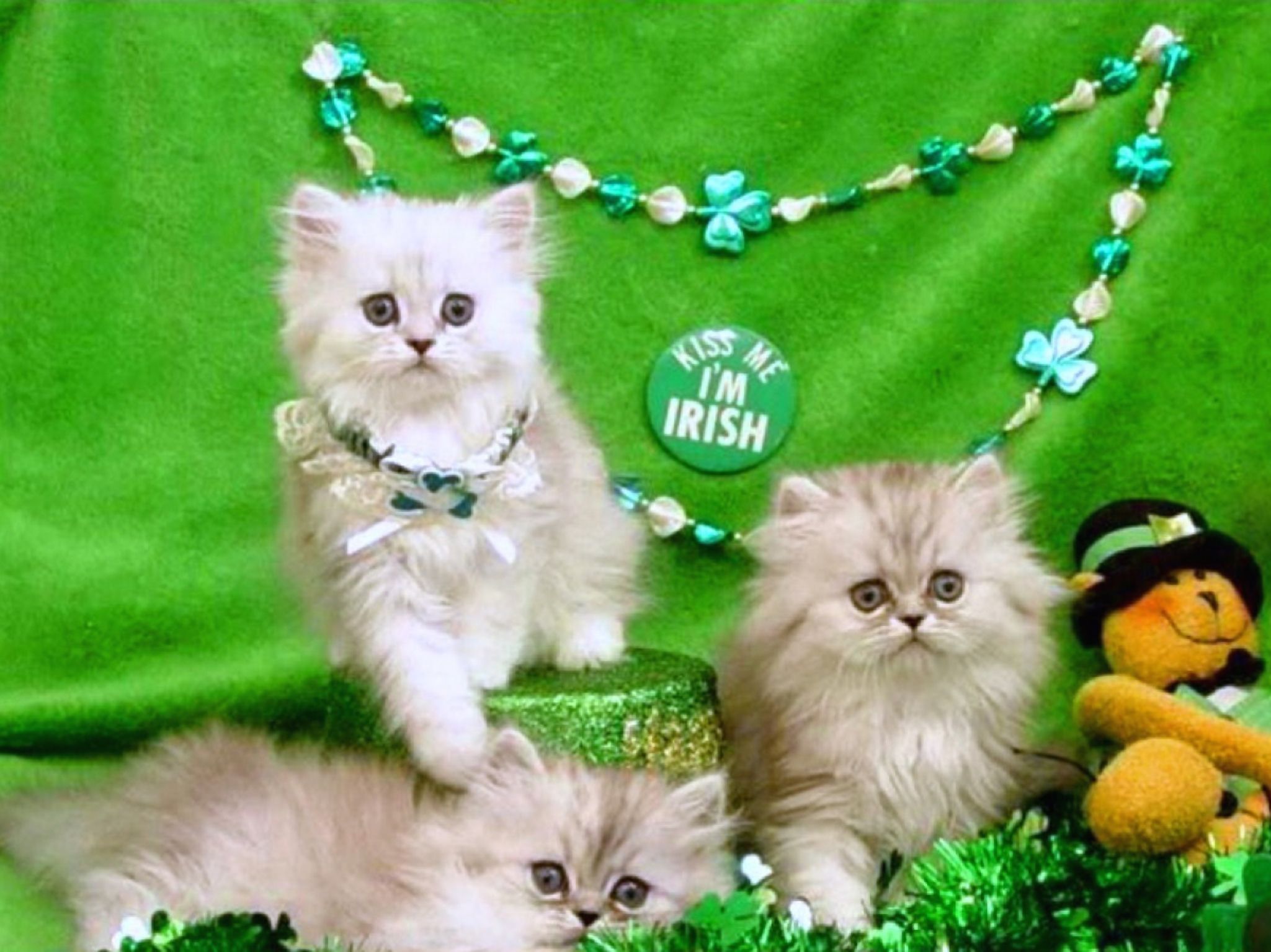 St. Patrick's Day Cats Wallpapers - Wallpaper Cave