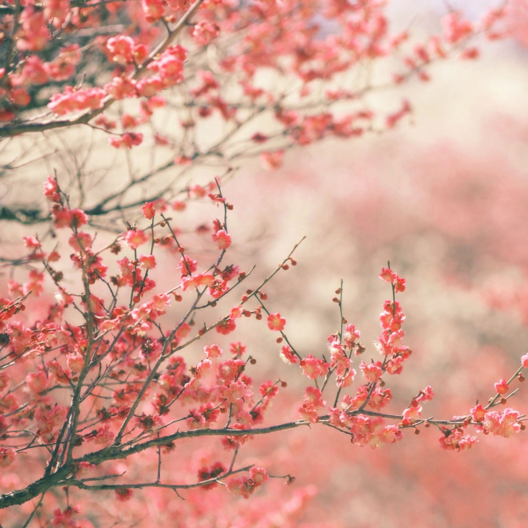 Free Spring Wallpaper for iPad