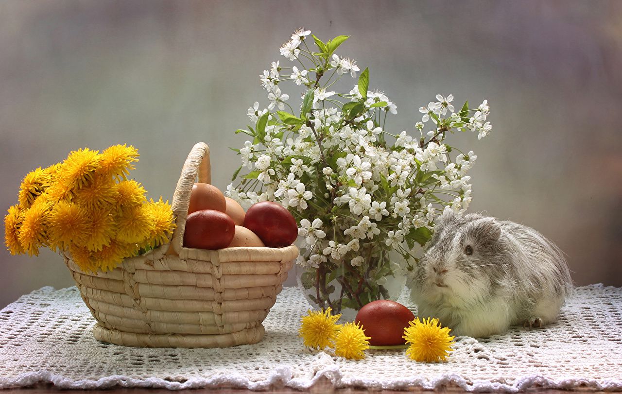 Picture Easter Guinea pigs egg Taraxacum Wicker basket Branches