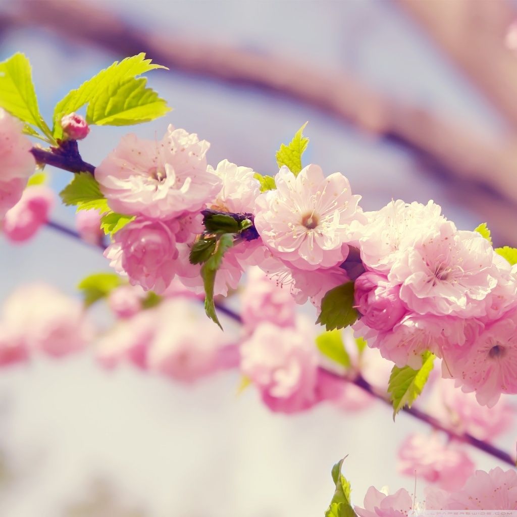 Free Spring Wallpaper for iPad