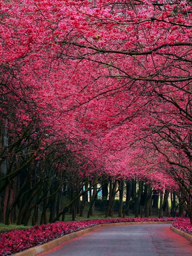 Pink Trees & Road Spring Time iPad mini wallpaper