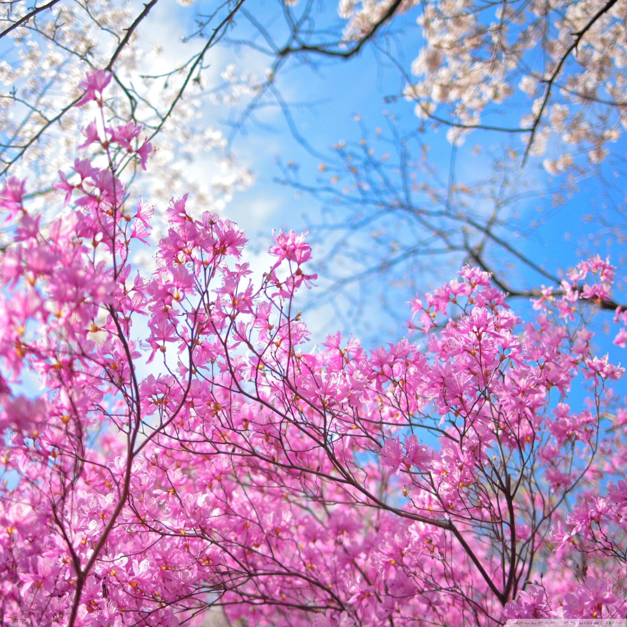 20 Excellent spring wallpaper for ipad You Can Use It Free Of Charge ...