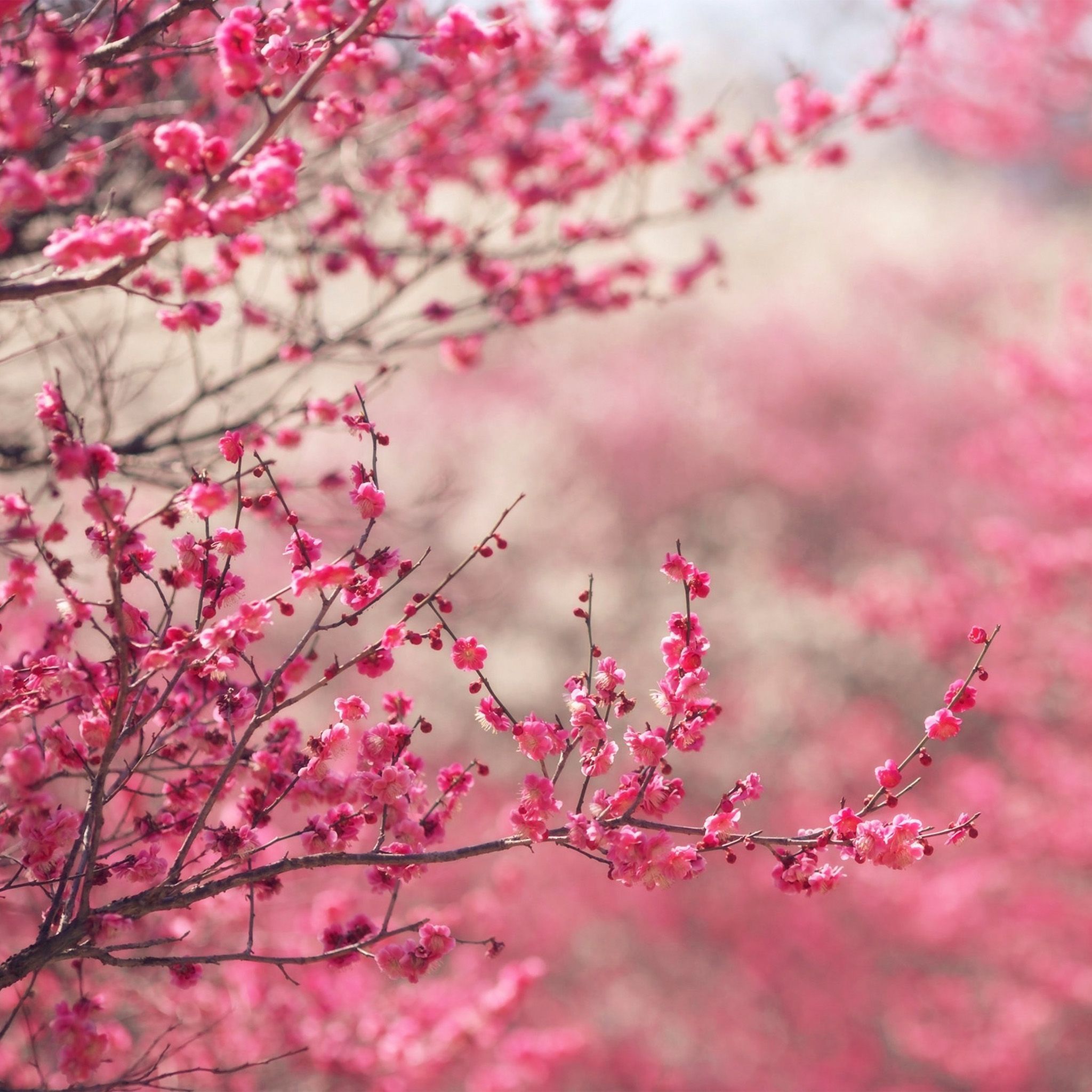 iPad wallpaper blossom nature flower spring