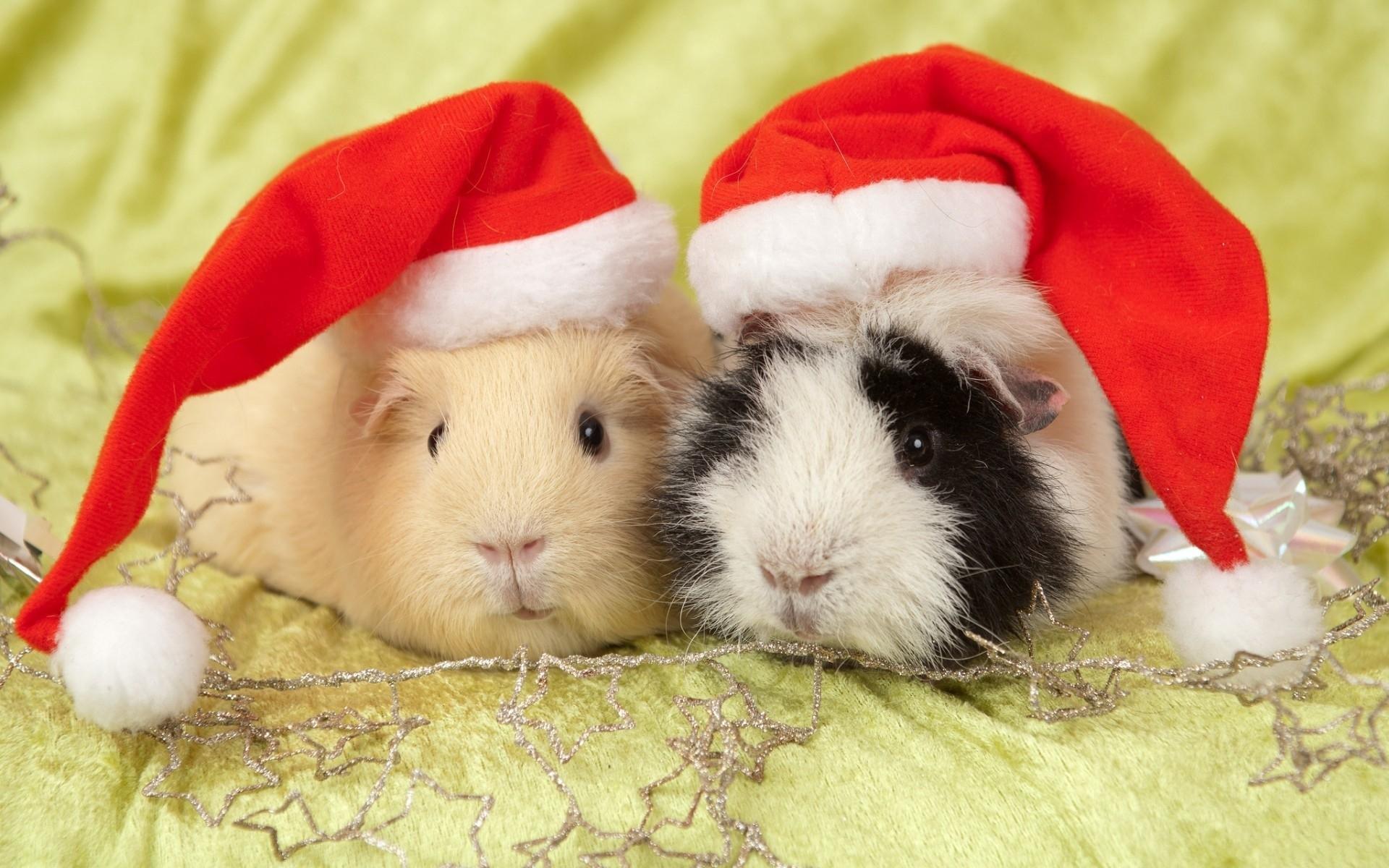 Guinea Pigs HD desktop wallpaper, Widescreen, High Definition