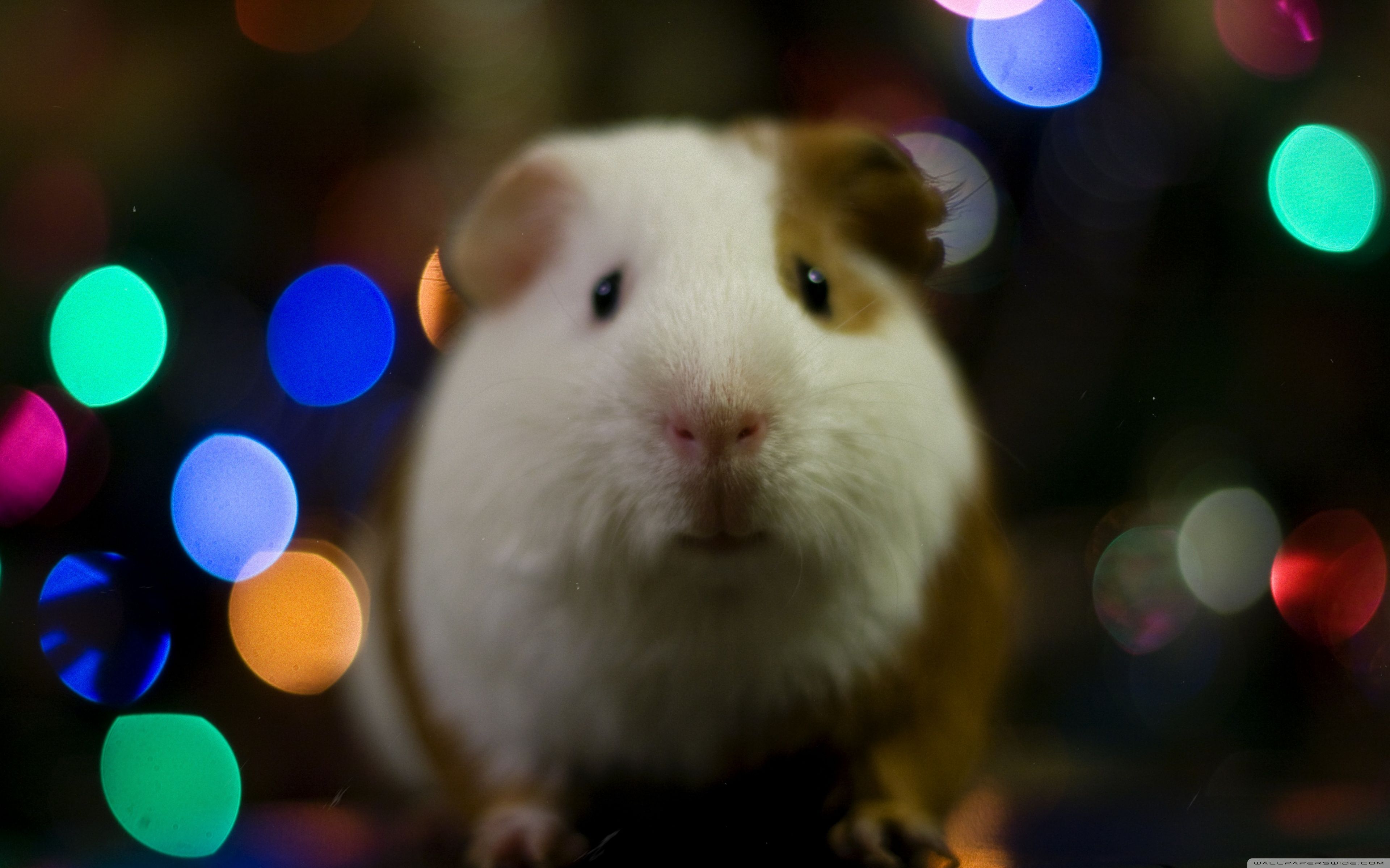 Guinea Pig Christmas Ultra HD Desktop Background Wallpaper for 4K