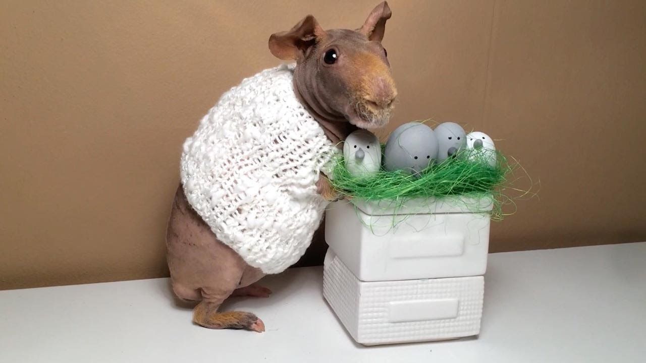 Move over easter bunny! Bizarre hairless guinea pig goes viral
