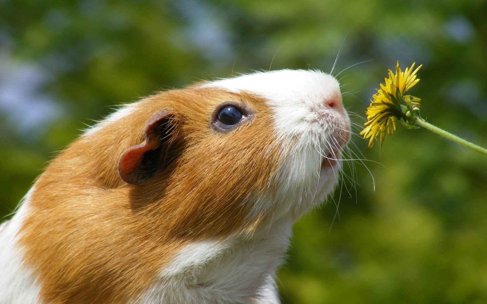 Guinea pig rodent flower dandelion wallpaperx1200