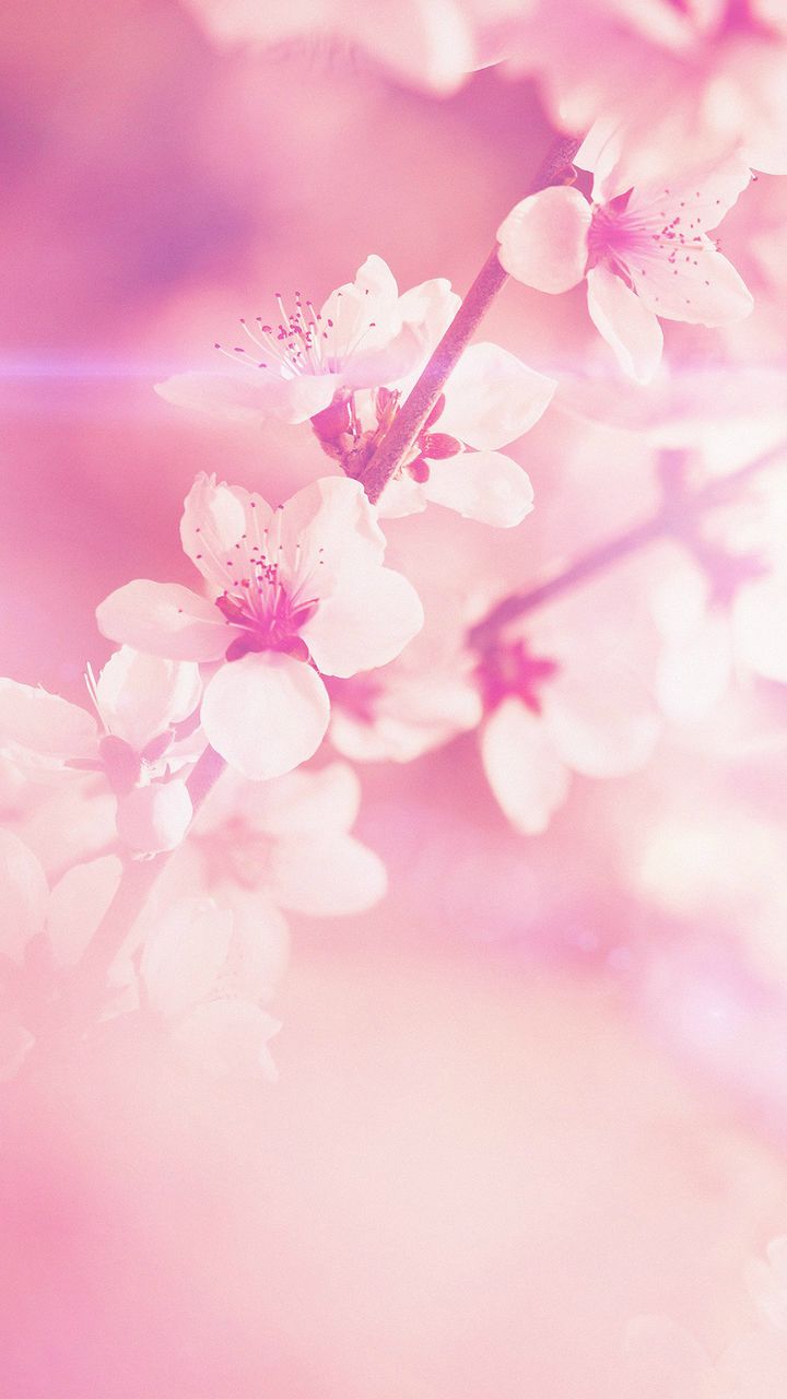 Spring Flower Pink Cherry Blossom Flare Nature iPhone 6 Wallpaper