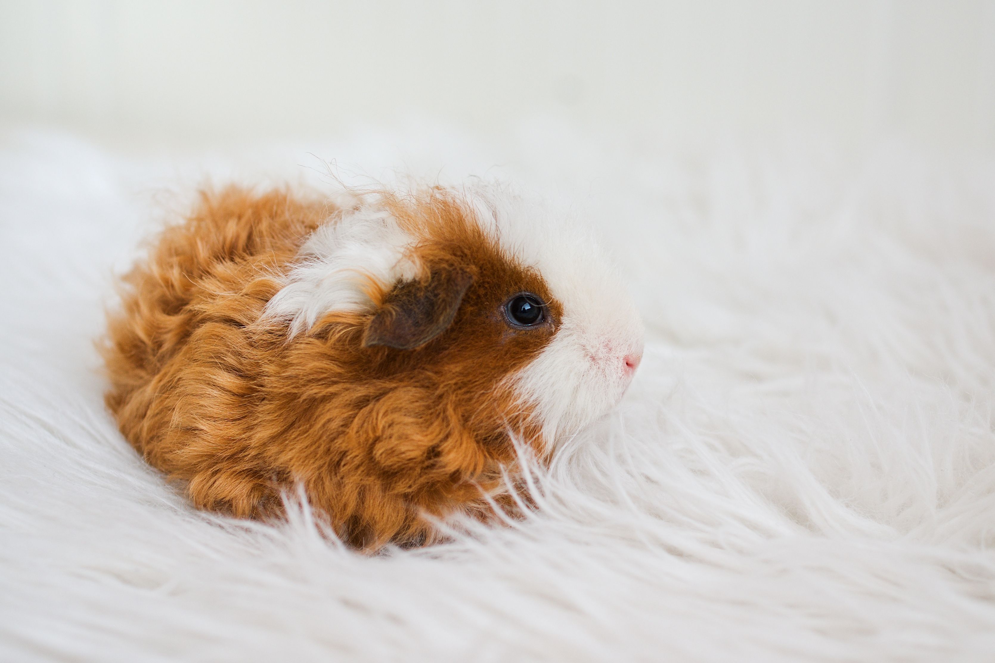 Guinea Pig Breeds List Guide of All Guinea Pig Breeds