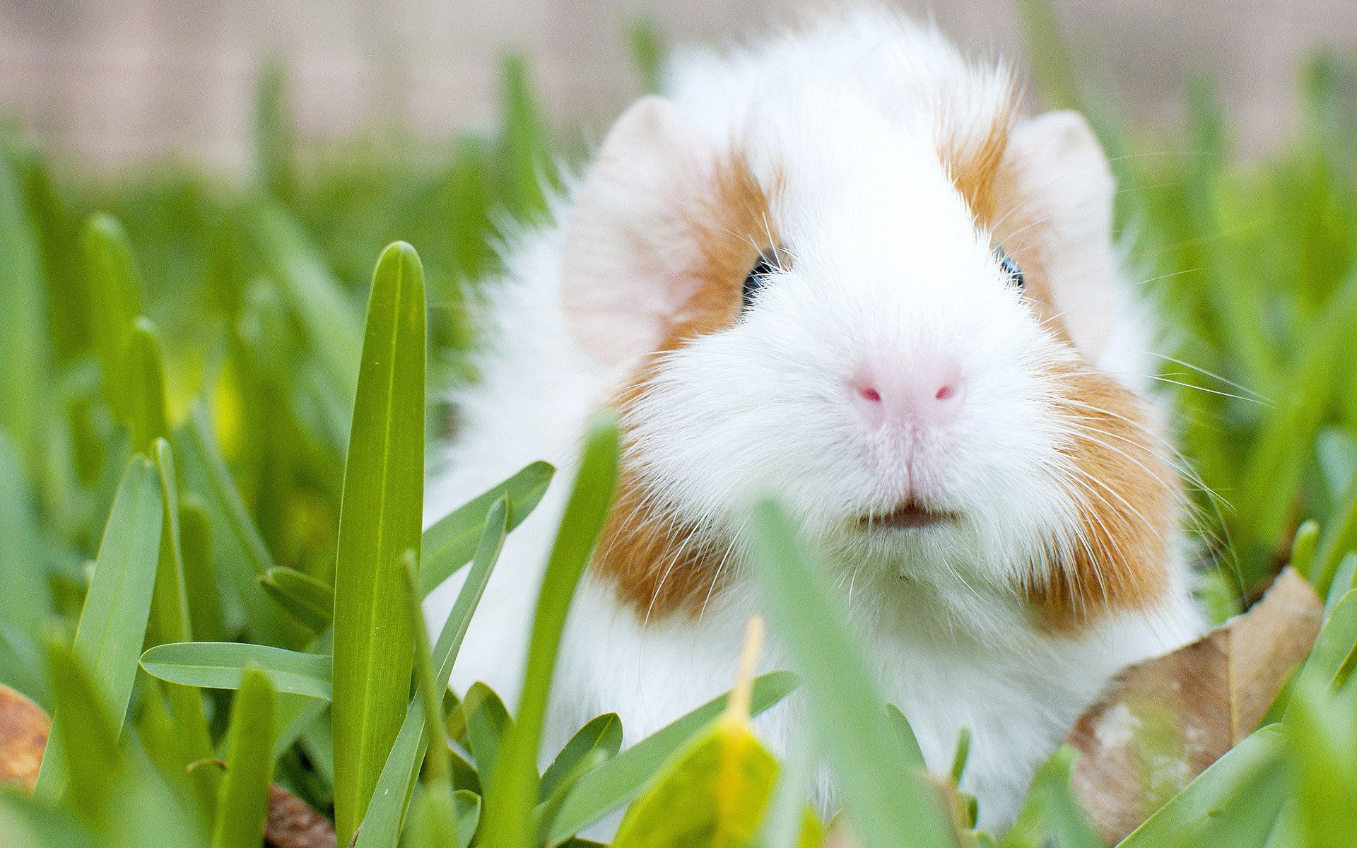 Cool Animal Background Pig Full HD Wallpaper