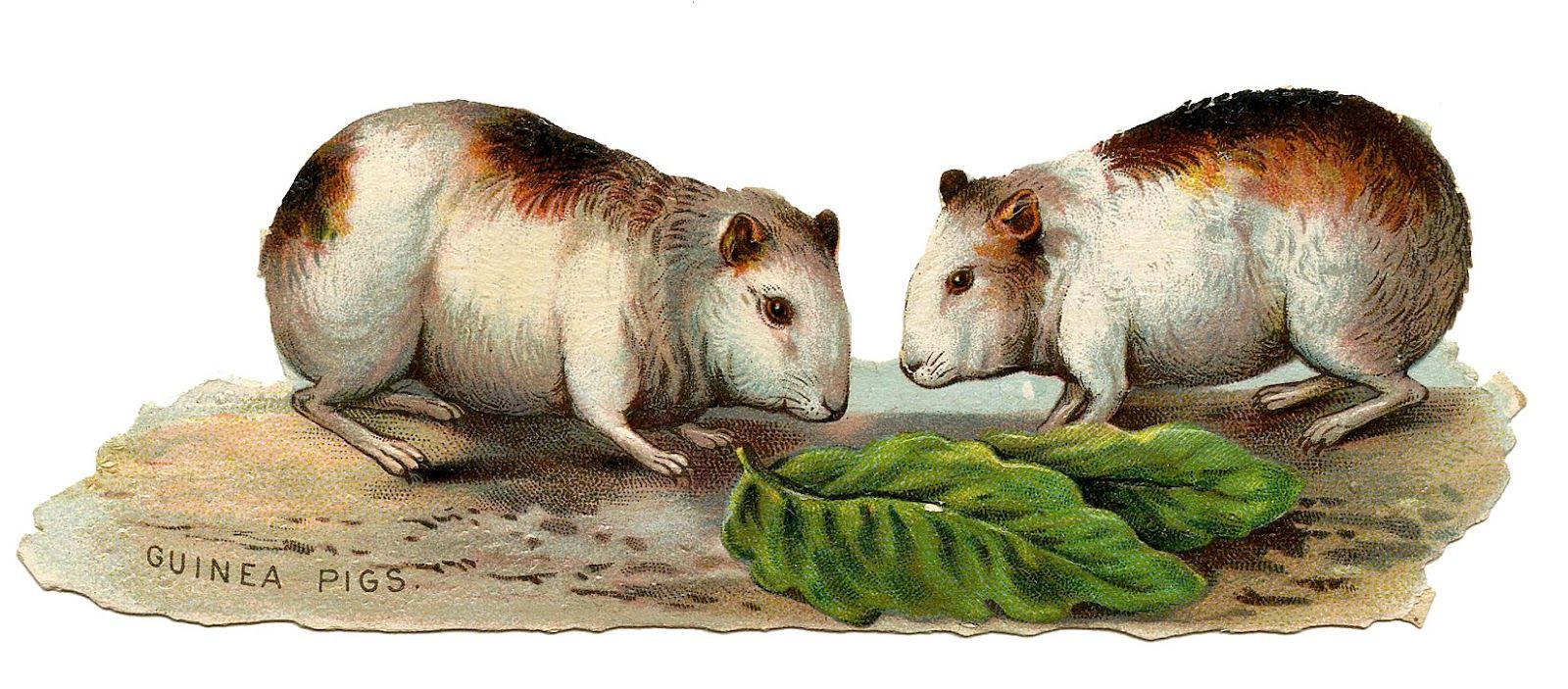 Old Graphic Pigs cute! Graphics Fairy